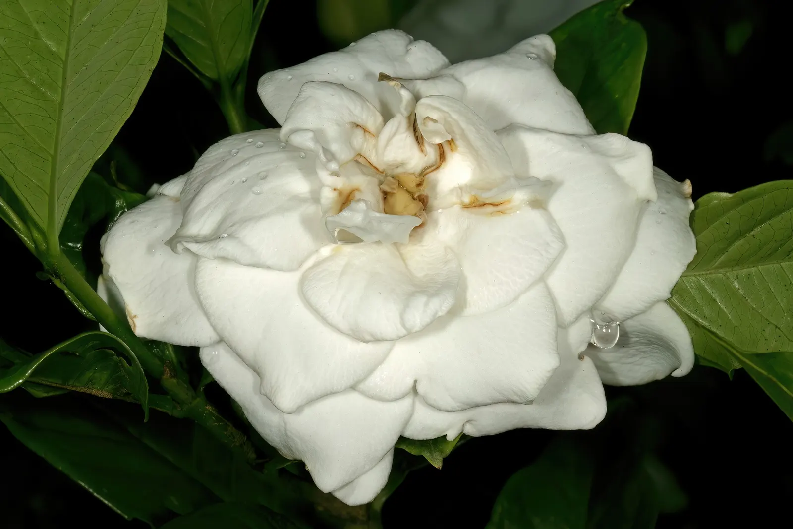 Gardenia (Gardenia Jasminoides) — dark-green leaves provide a striking backdrop to the intensely aromatic blossoms; gardenias offer an exquisite, image 63