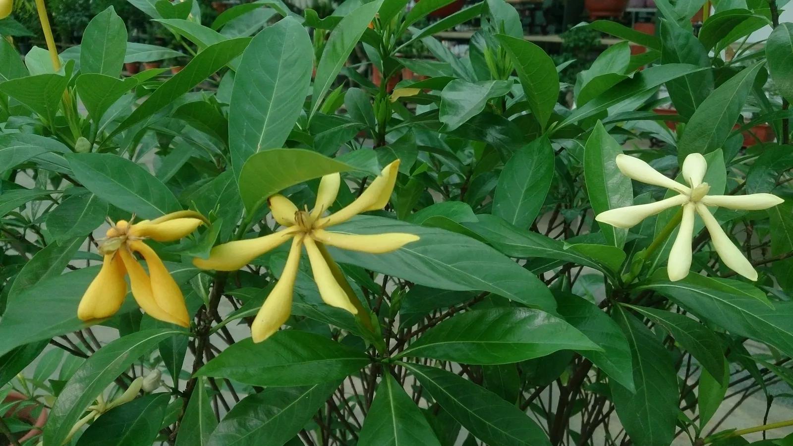 Gardenia (Gardenia Jasminoides) — Mulching helps retain soil moisture and maintains a consistent soil temperature; shrub for full or half