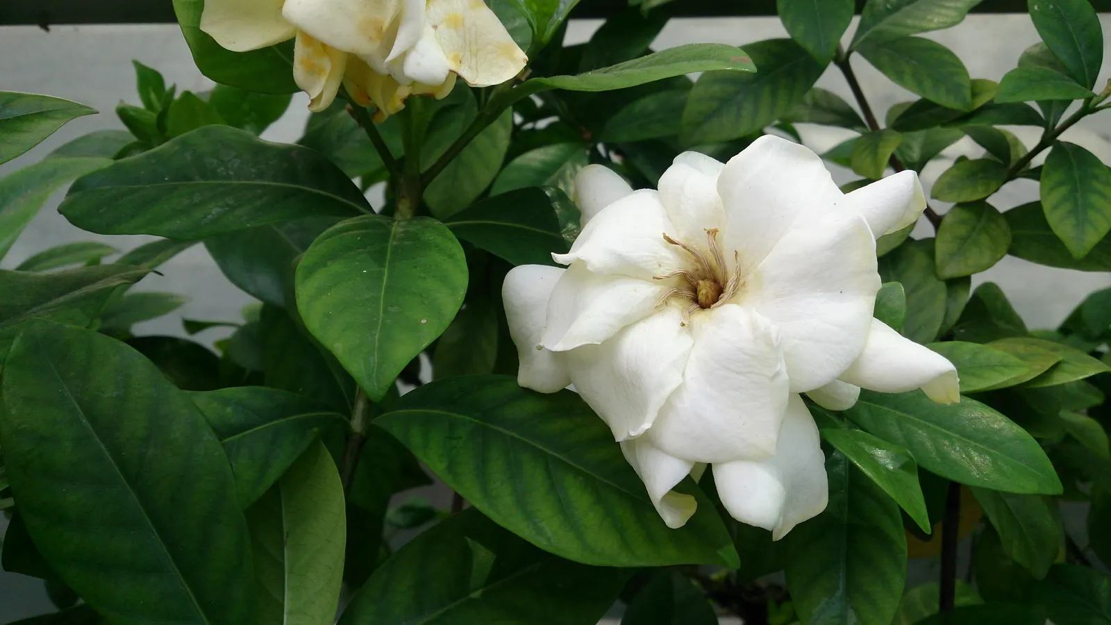 Gardenia (Gardenia Jasminoides) — white flowers in the garden; velvety white flowers and sweet, image 128