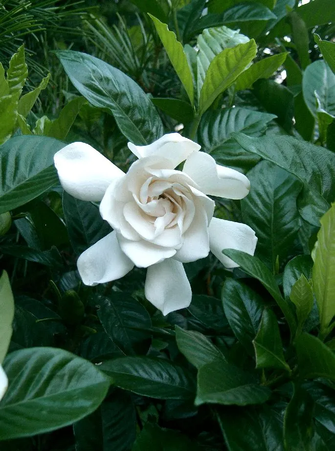 Gardenia (Gardenia Jasminoides) — ideal for the Gardenia's health.<br><br>To ensure a robust bloom
