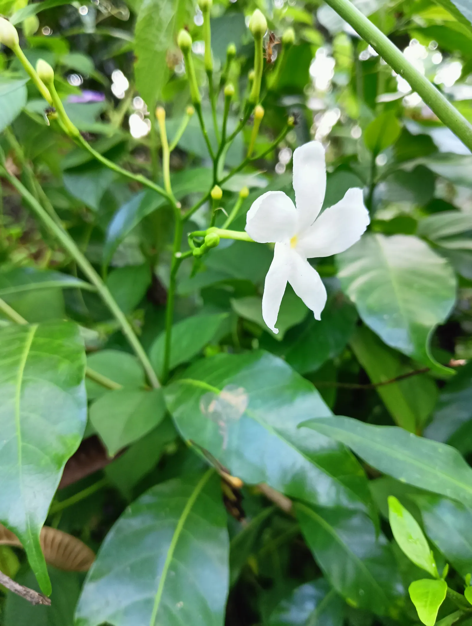 Gardenia (Gardenia Jasminoides) — or even in containers where their growth can be more easily managed and appreciated; dark green leaves and highly, image 75