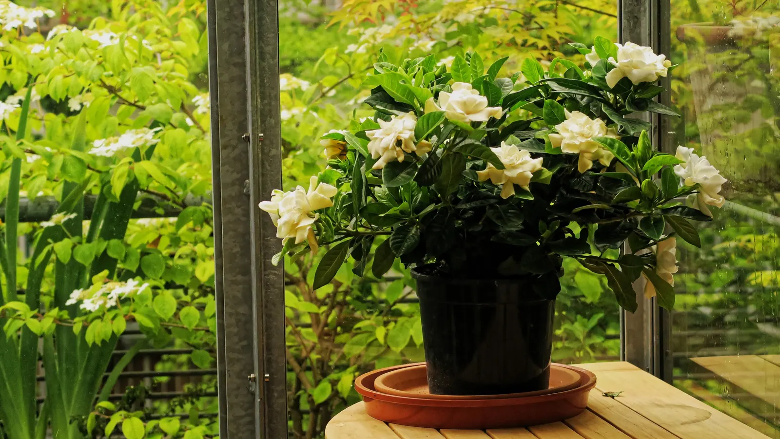 Gardenia (Gardenia Jasminoides) — Ideal for hedges or as aromatic accent plants in a garden design; the flowers can reach up to 3 inches in, image 110