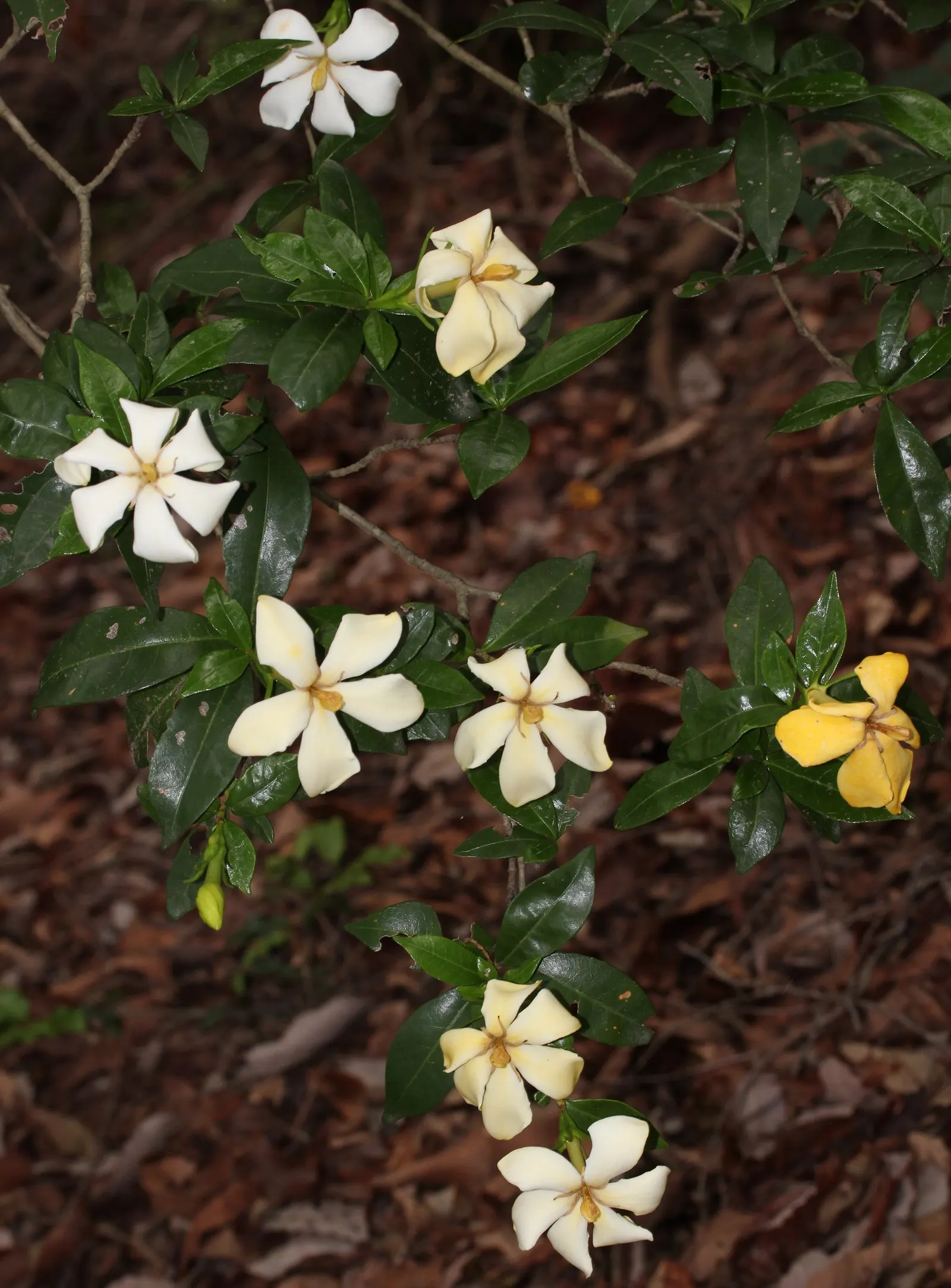 Gardenia (Gardenia Jasminoides) — This evergreen shrub typically matures to 3-6 feet tall and wide; the shrub benefits from consistent moisture, but, image 107