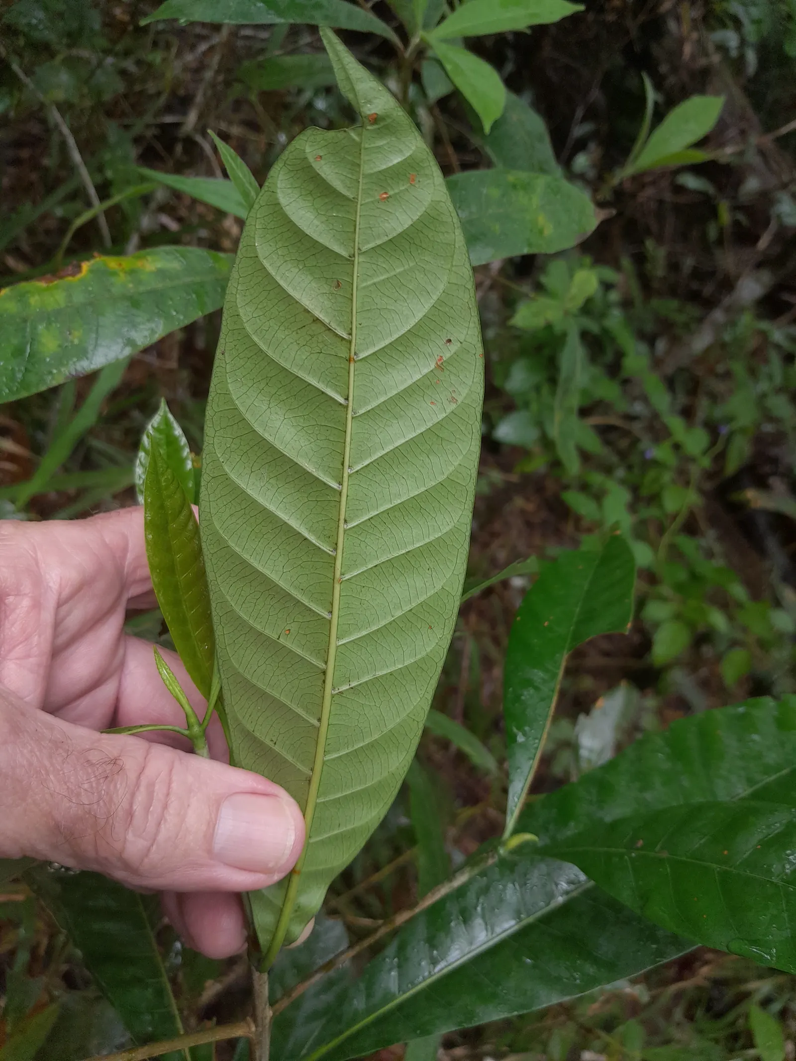 Gardenia (Gardenia Jasminoides) — shrub for full or half
