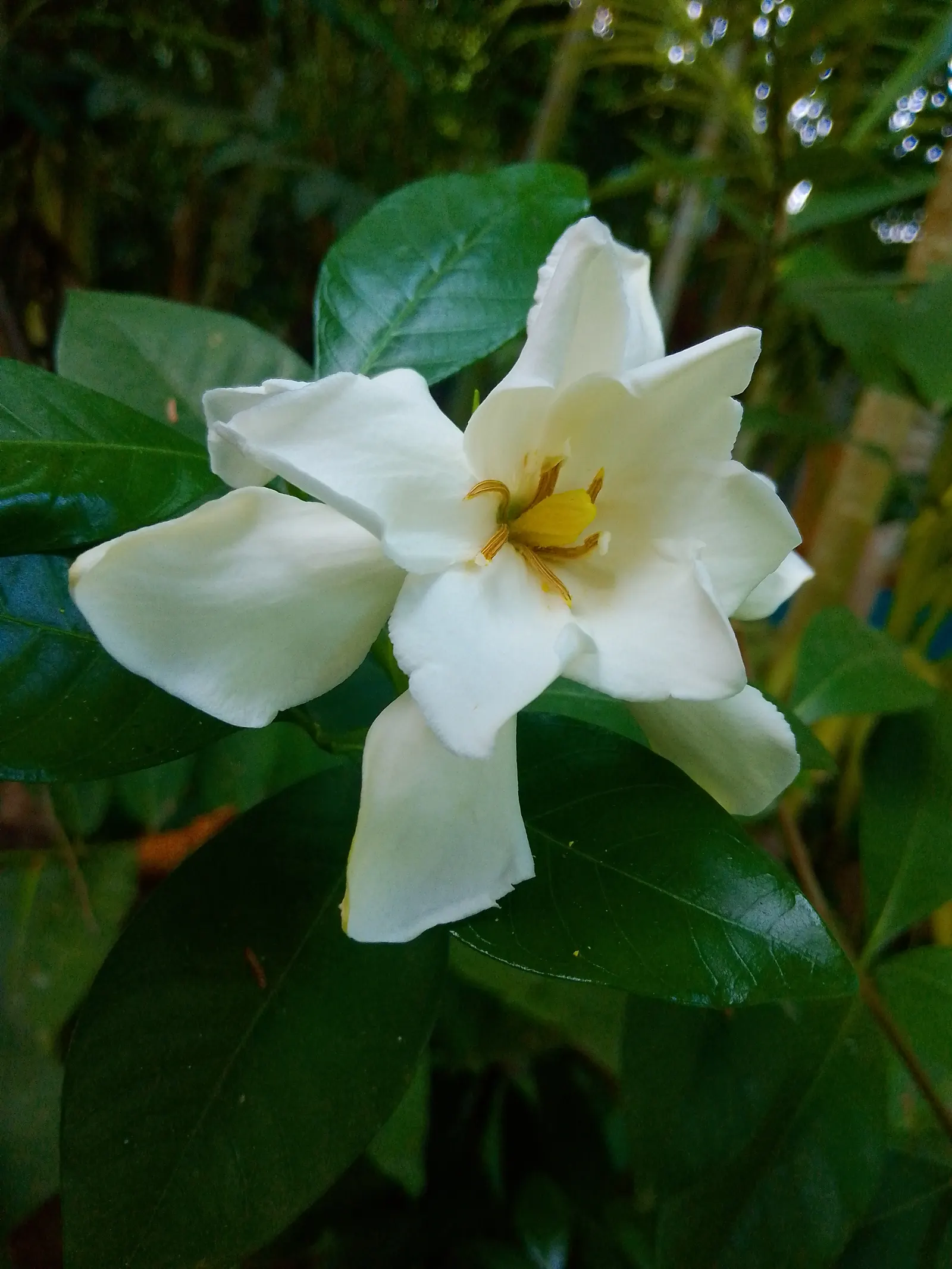 Gardenia (Gardenia Jasminoides) — though too much direct sunlight can scorch the leaves; which typically bloom from mid-spring to mid-summer, image 121