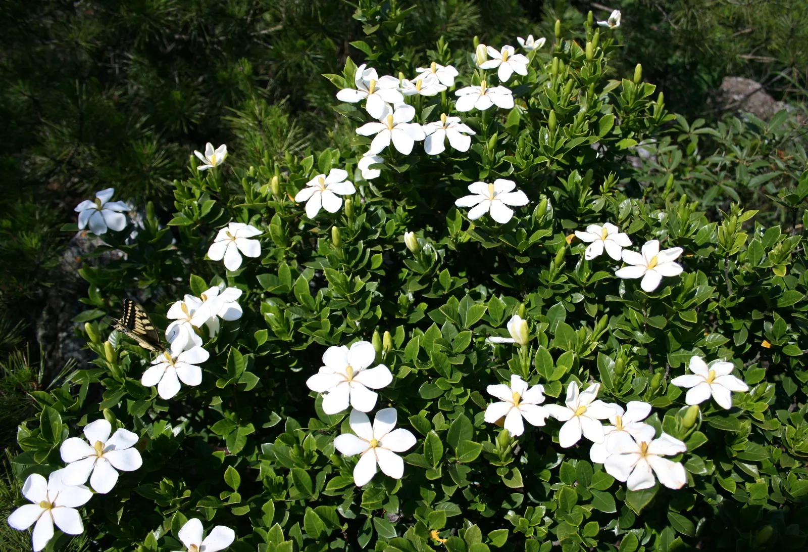 Gardenia (Gardenia Jasminoides) — Preferring USDA zones 8-11, it flourishes in partial to full sun with well-drained, acidic soil