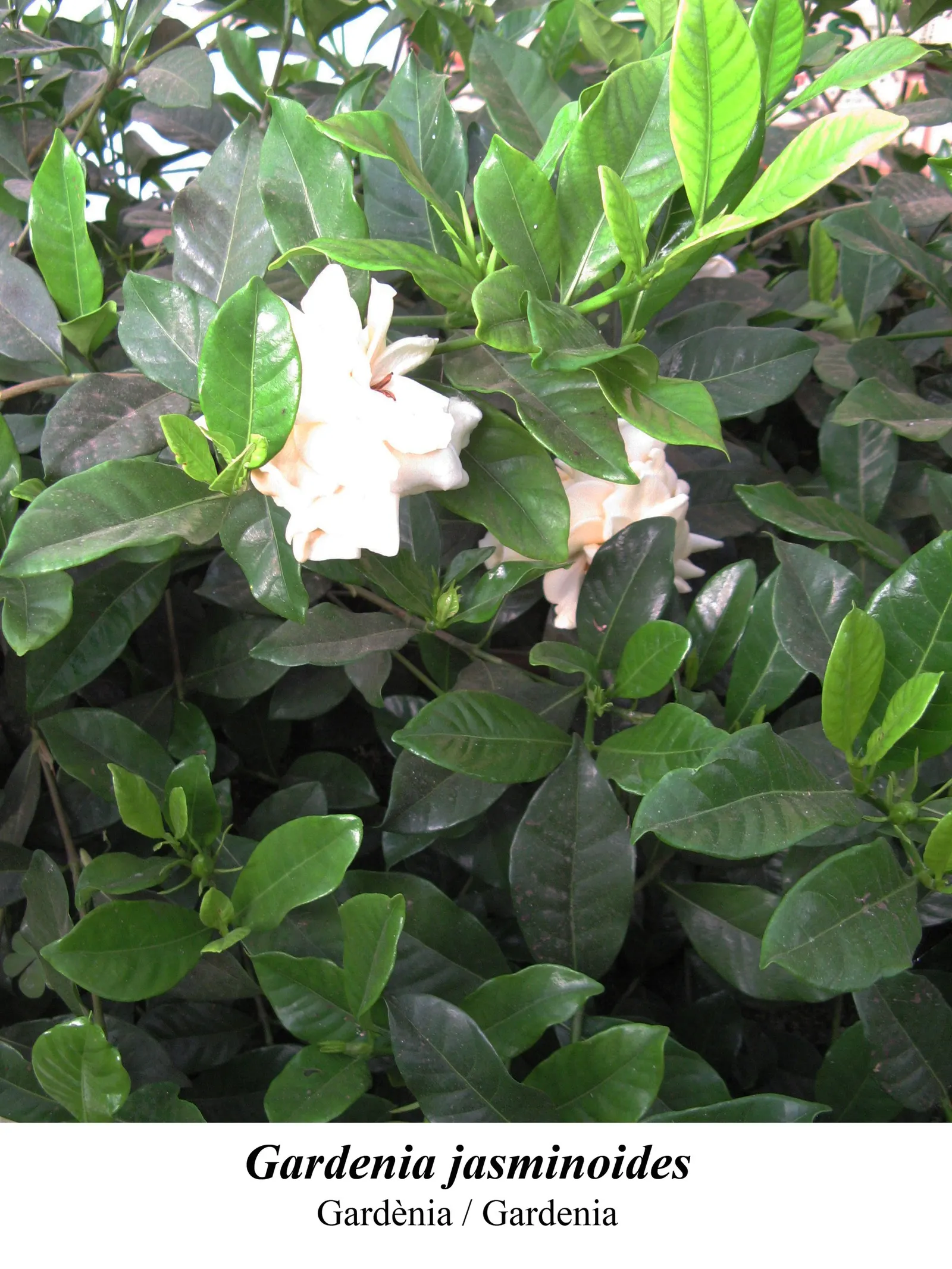 Gardenia (Gardenia Jasminoides) — dark-green leaves provide a striking backdrop to the intensely aromatic blossoms; gardenias offer an exquisite, image 115