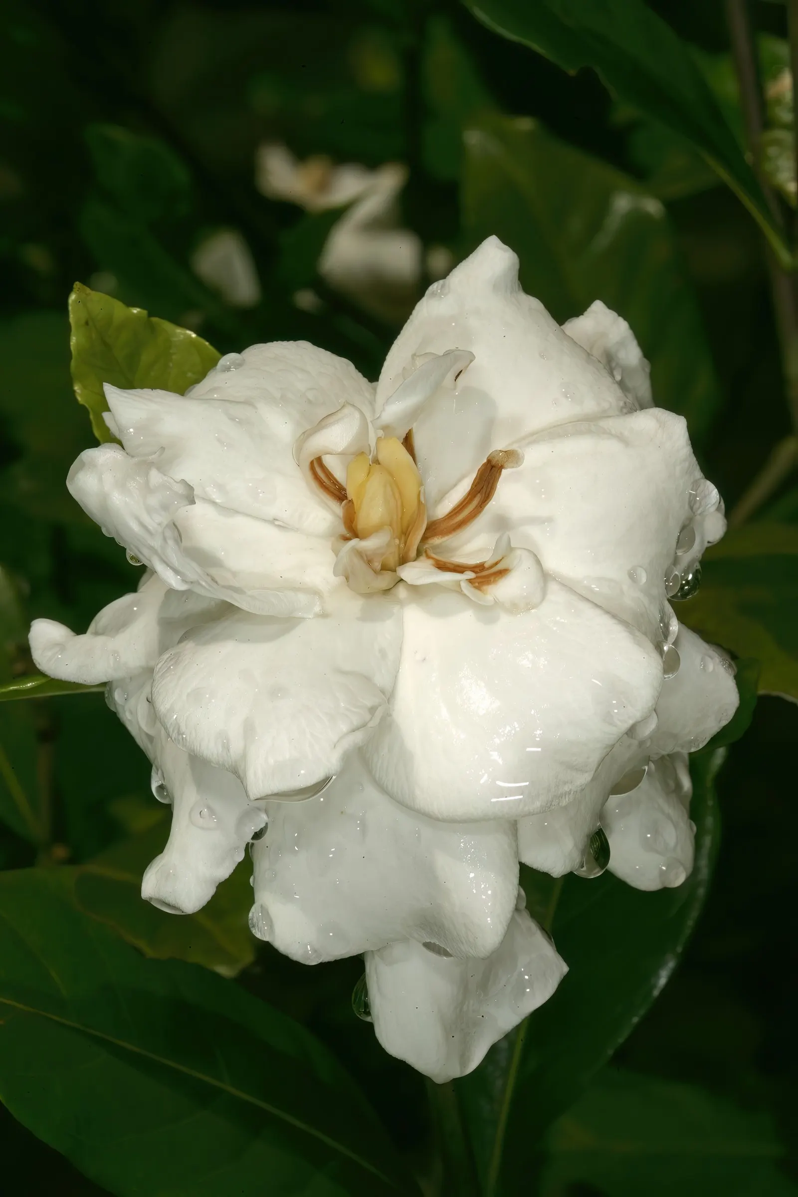 Gardenia (Gardenia Jasminoides) — or even in containers where their growth can be more easily managed and appreciated; dark green leaves and highly fragrant