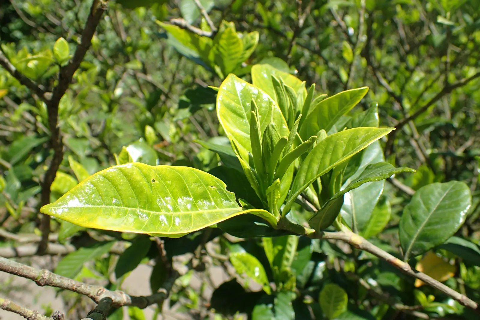 Gardenia (Gardenia Jasminoides) — This evergreen shrub typically matures to 3-6 feet tall and wide; the shrub benefits from consistent moisture, but, image 81
