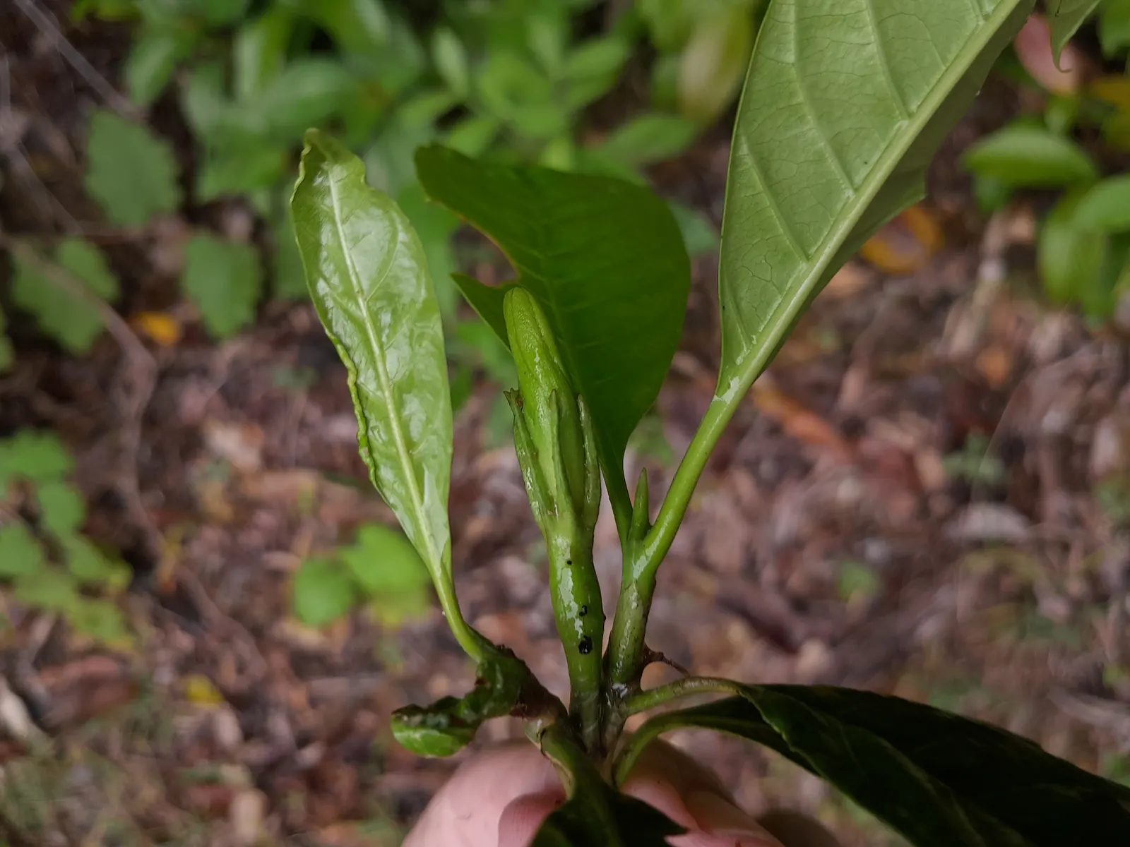 Gardenia (Gardenia Jasminoides) — though too much direct sunlight can scorch the leaves; which typically bloom from mid-spring to mid-summer, image 69