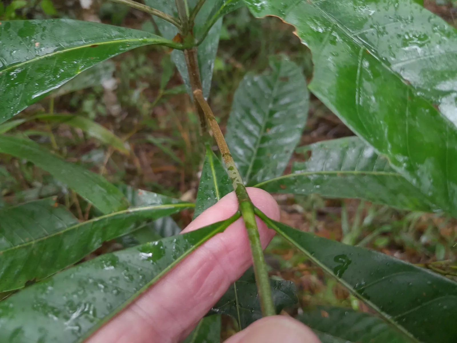Gardenia (Gardenia Jasminoides) — A native to the tropical and subtropical regions of Africa, Asia, and the Pacific Islands, it thrives in U.S, image 36