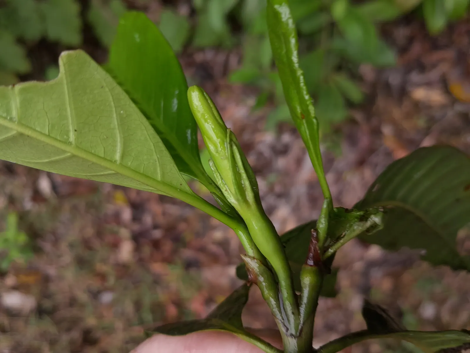 Gardenia (Gardenia Jasminoides) — Mulching helps retain soil moisture and maintains a consistent soil temperature; shrub for full or half, image 123