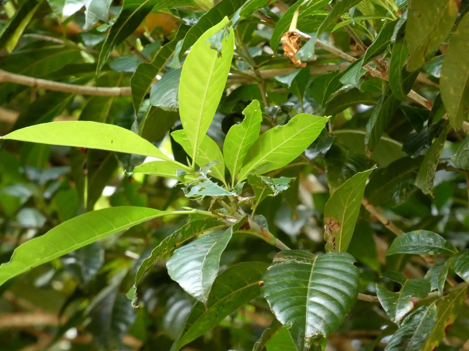 Gardenia (Gardenia Jasminoides) — dark green leaves and highly fragrant white or pale yellow blossoms