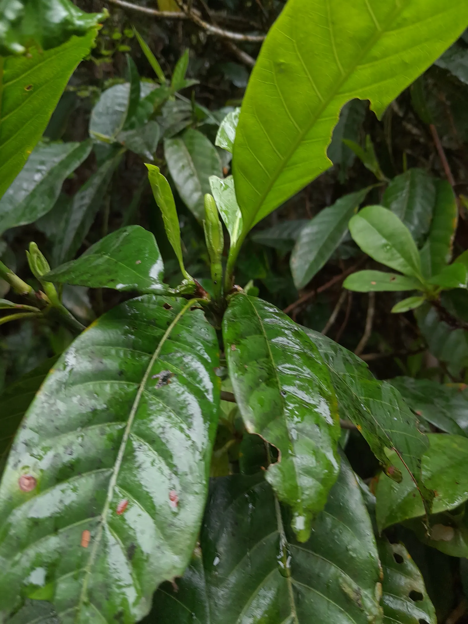 Gardenia (Gardenia Jasminoides) — Preferring USDA zones 8-11, it flourishes in partial to full sun with well-drained, acidic soil; shrub with white blooms