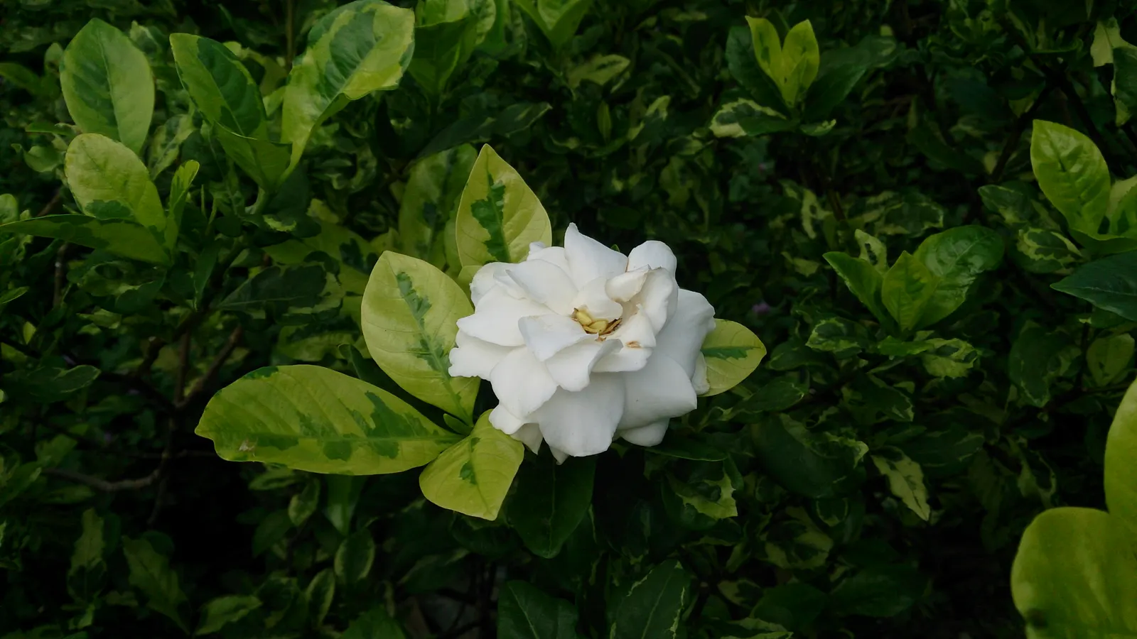 Gardenia (Gardenia Jasminoides) — velvety white flowers and sweet; is a prized flowering shrub renowned for its lush