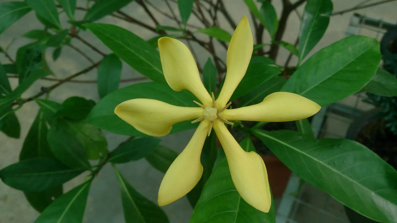 Gardenia (Gardenia Jasminoides) — or even in containers where their growth can be more easily managed and appreciated; dark green leaves and highly, image 127