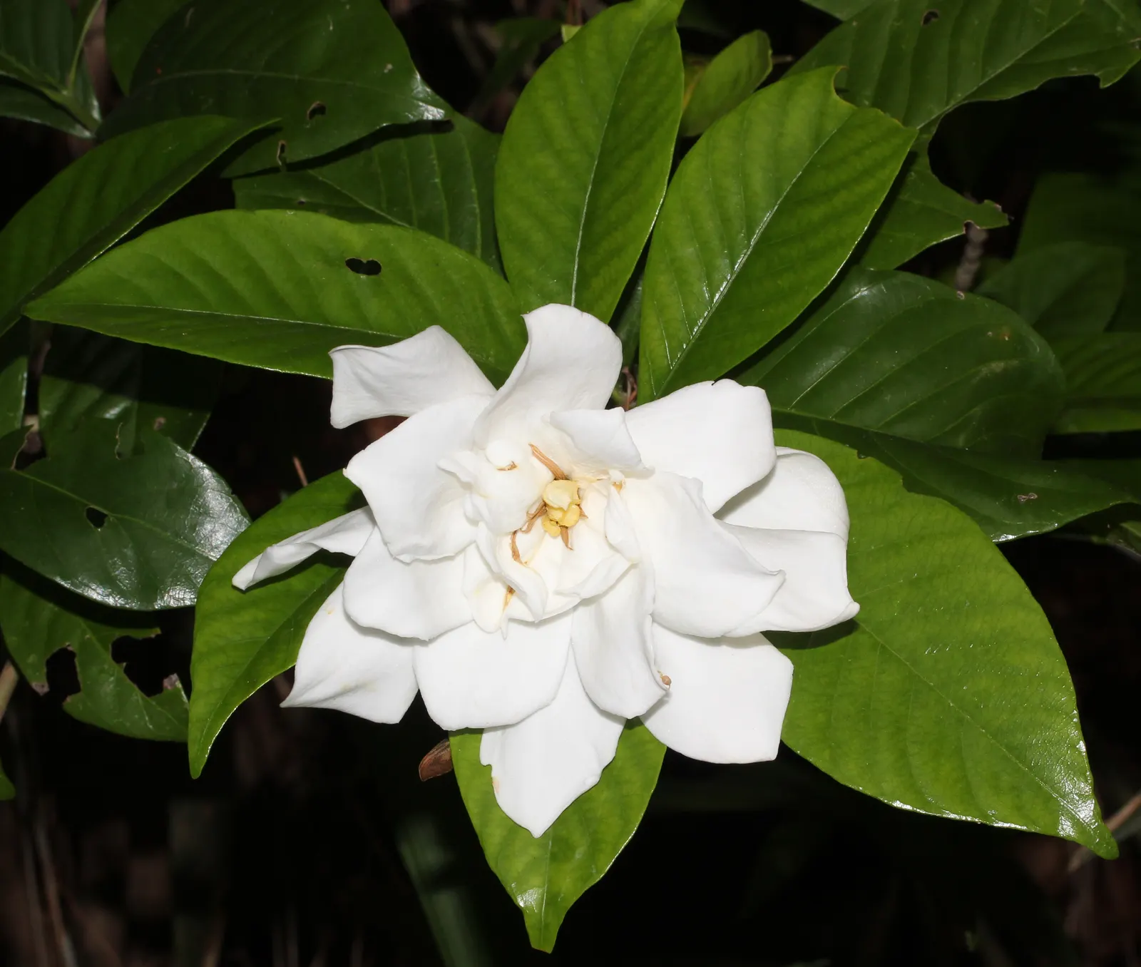 Gardenia (Gardenia Jasminoides) — shrub with white blooms