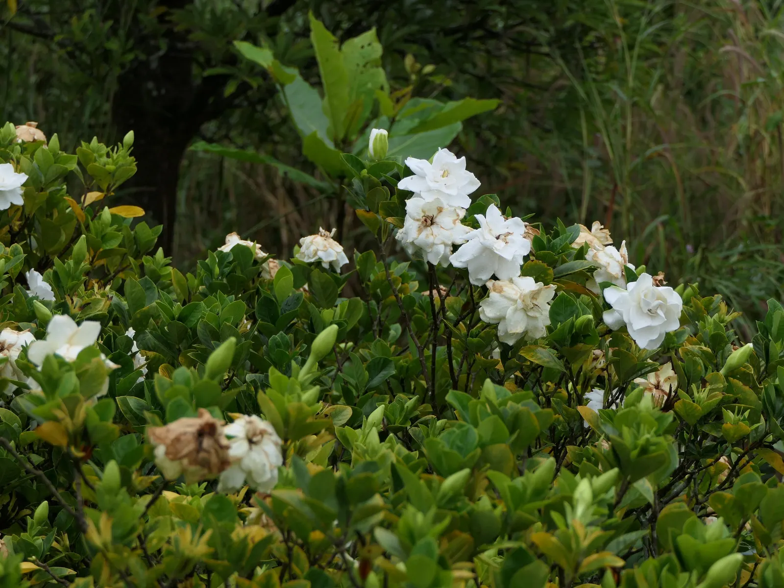 Gardenia (Gardenia Jasminoides) — Ideal for hedges or as aromatic accent plants in a garden design