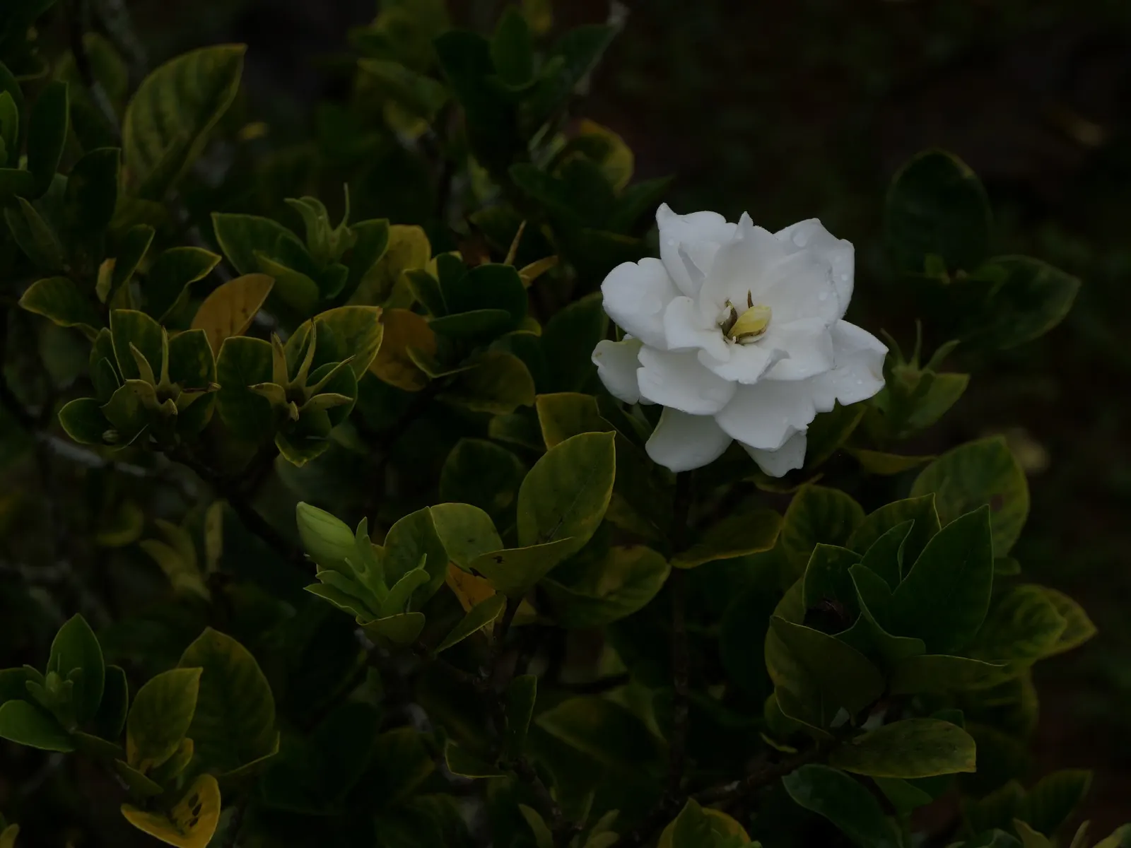 Gardenia (Gardenia Jasminoides) — Gardenias offer an exquisite addition to your landscape; <br><br>With their elegant beauty and scented blooms, image 74