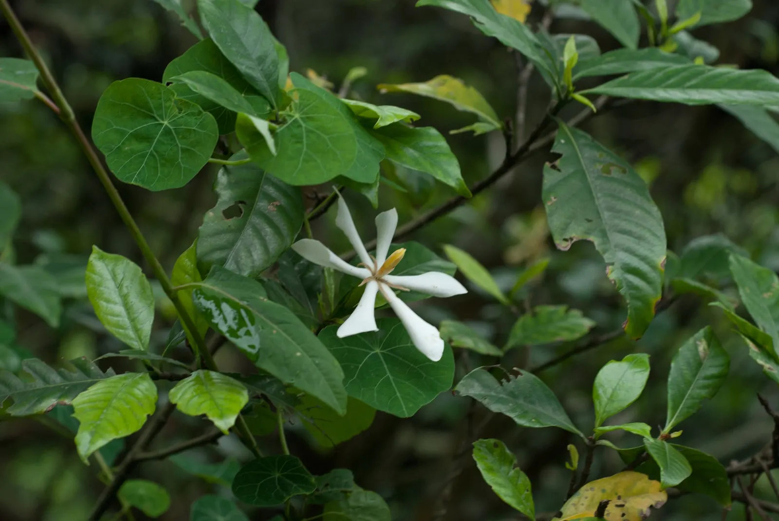 Gardenia (Gardenia Jasminoides) — commonly referred to as the Gardenia; ideal for the Gardenia's health.<br><br>To ensure a robust bloom