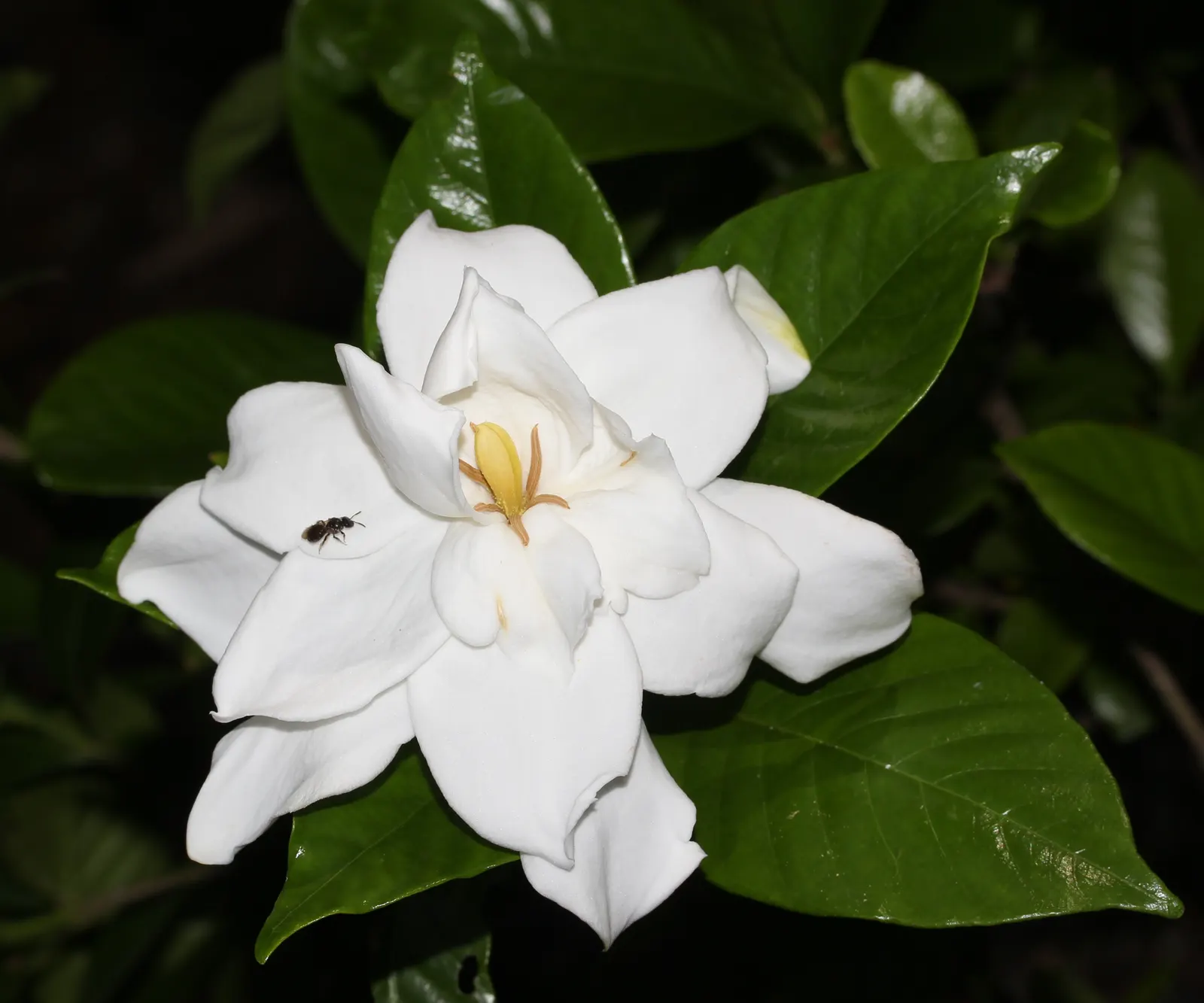 Gardenia (Gardenia Jasminoides) — Gardenias require regular watering and protection from cold temperatures