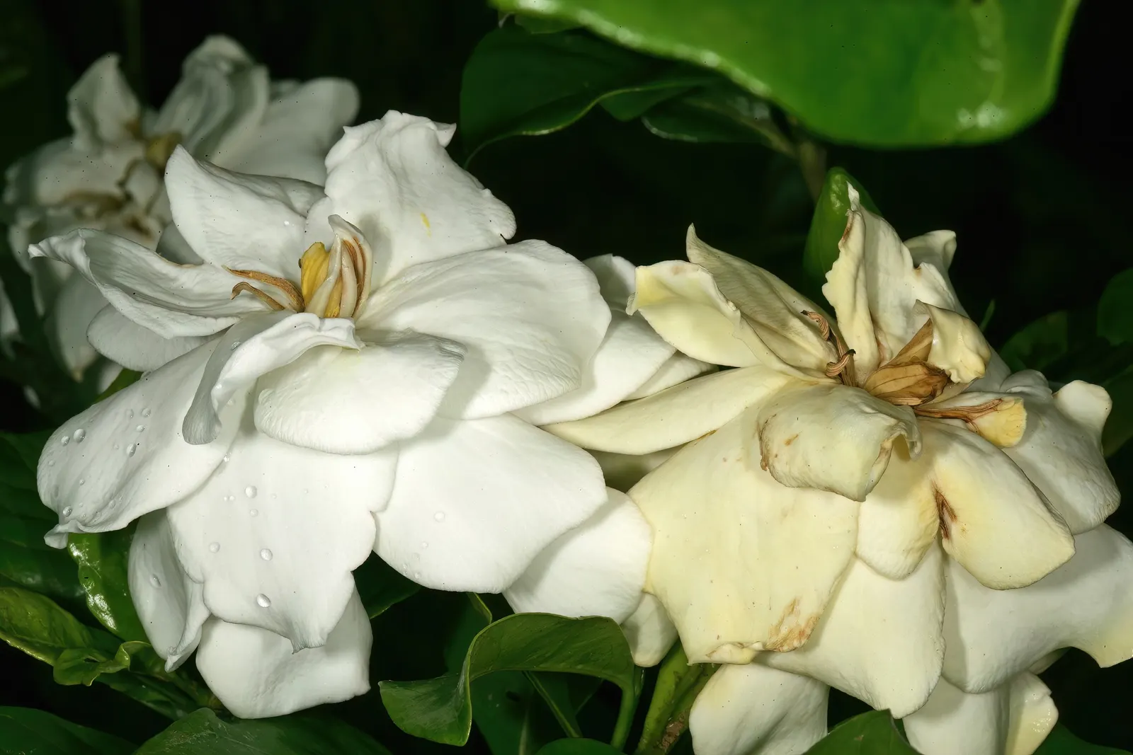 Gardenia (Gardenia Jasminoides) — which typically bloom from mid-spring to mid-summer