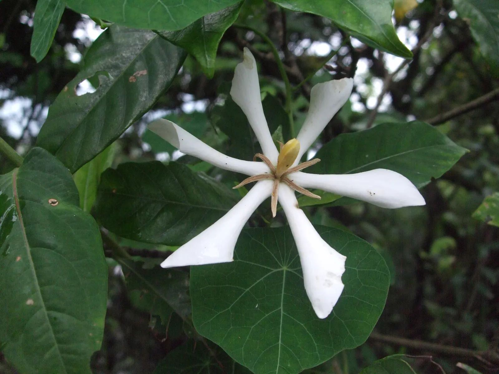 Gardenia (Gardenia Jasminoides) — shrub for full or half; or even in containers where their growth can be more easily managed and appreciated
