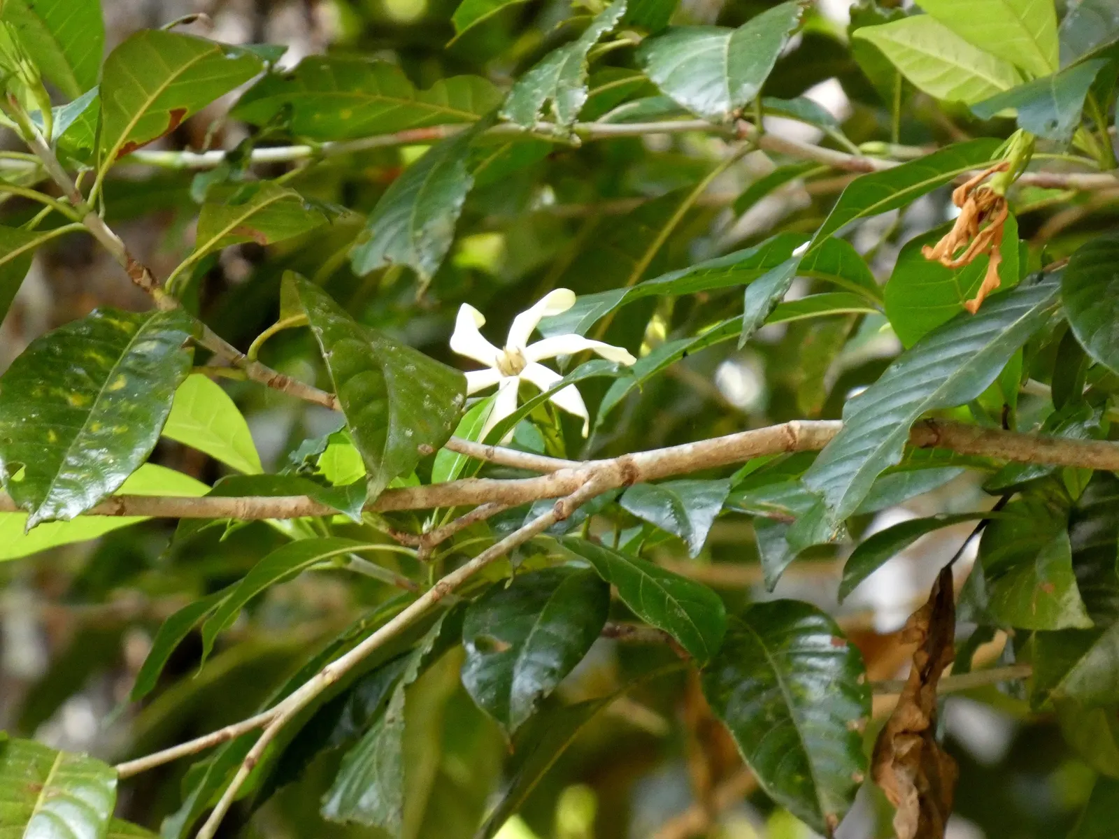 Gardenia (Gardenia Jasminoides) — ideal for the Gardenia's health.<br><br>To ensure a robust bloom; commonly referred to as the Gardenia, image 72