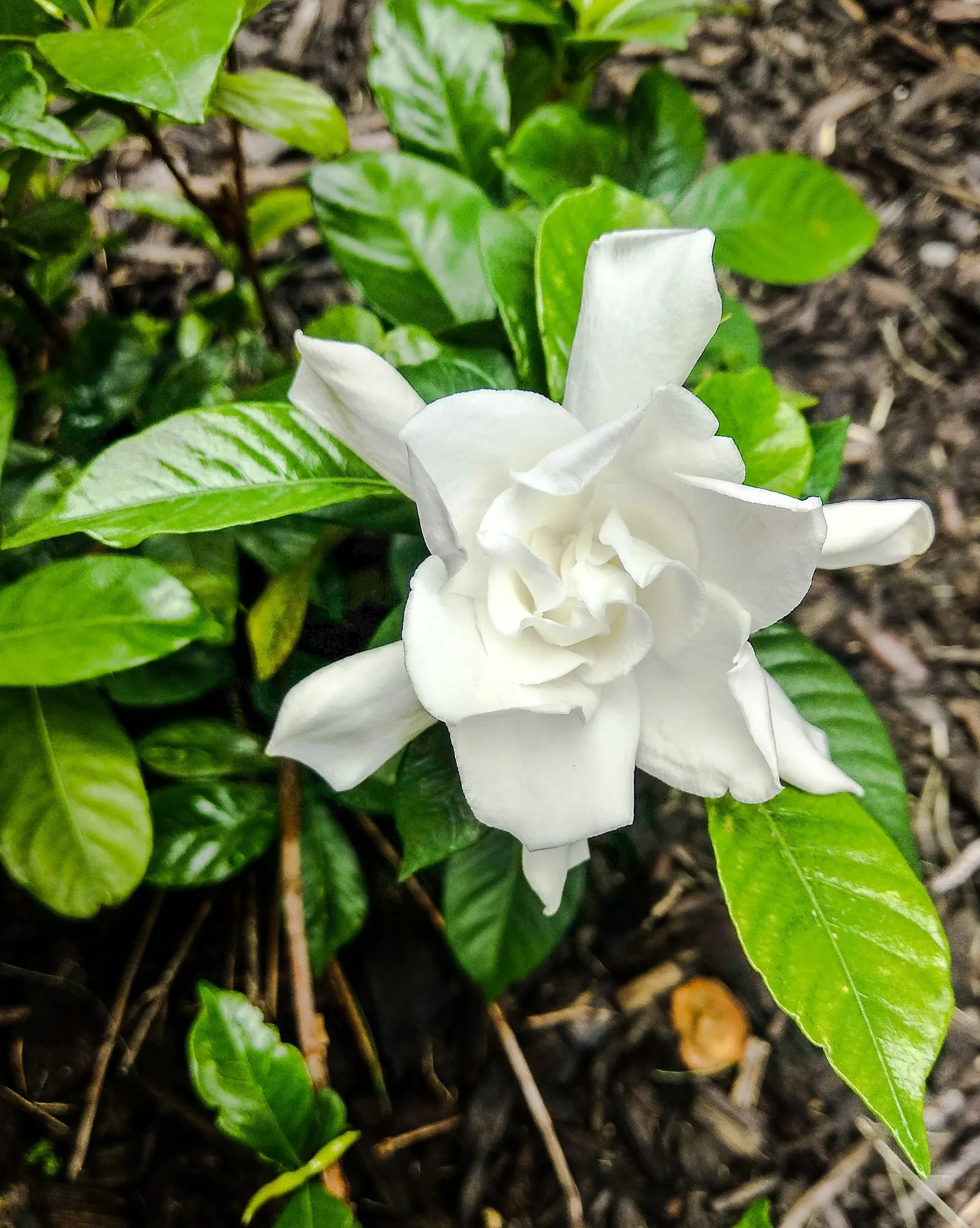 Gardenia (Gardenia Jasminoides) — Gardenias offer an exquisite addition to your landscape