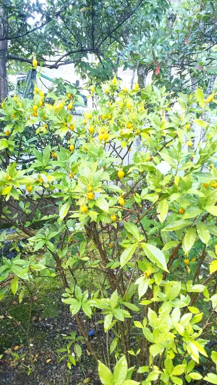 Gardenia (Gardenia Jasminoides) — The flowers can reach up to 3 inches in diameter and may either be single or double-form; a native to the, image 91