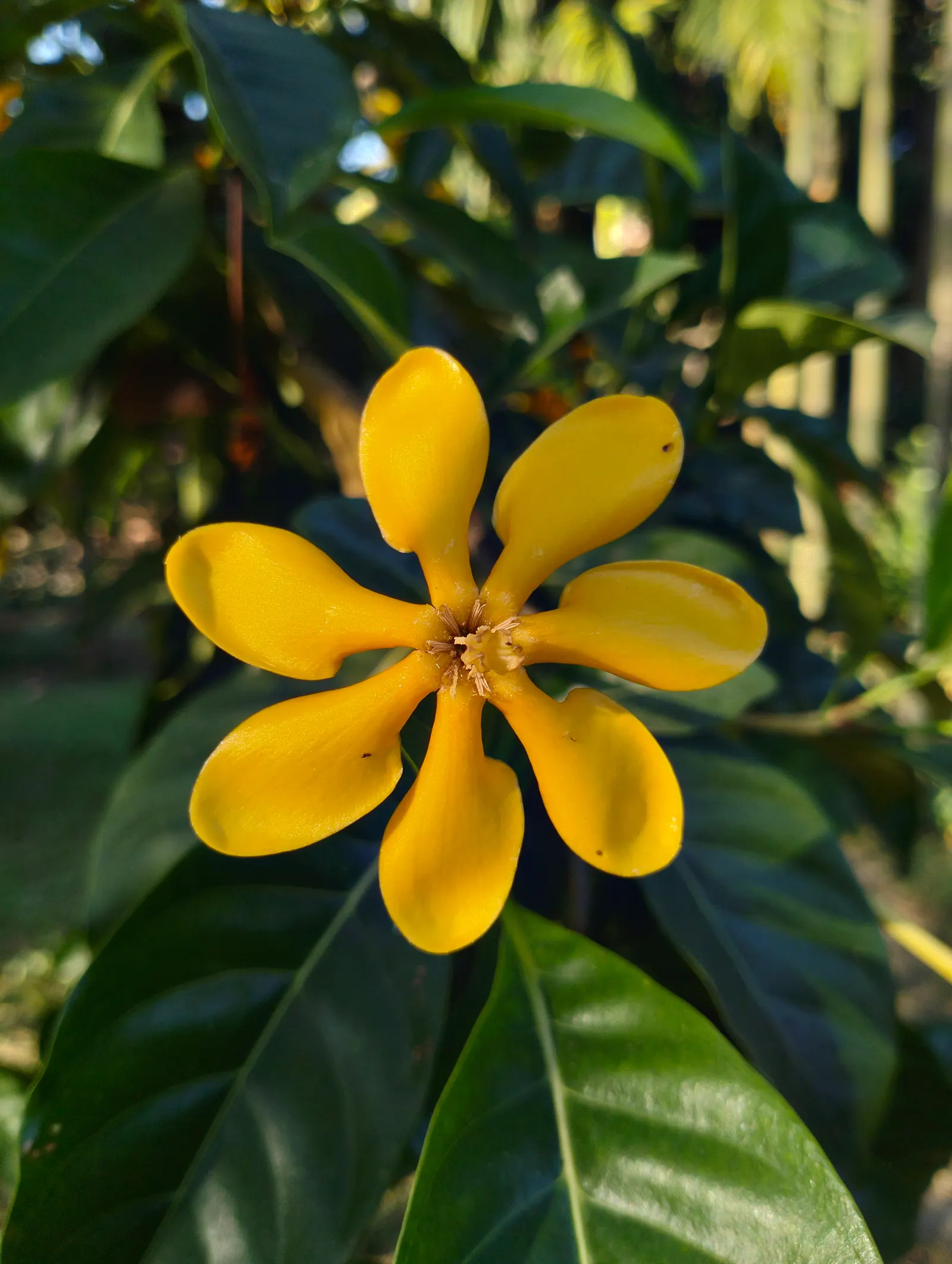 Gardenia (Gardenia Jasminoides) — commonly referred to as the Gardenia; ideal for the Gardenia's health.<br><br>To ensure a robust bloom, image 59