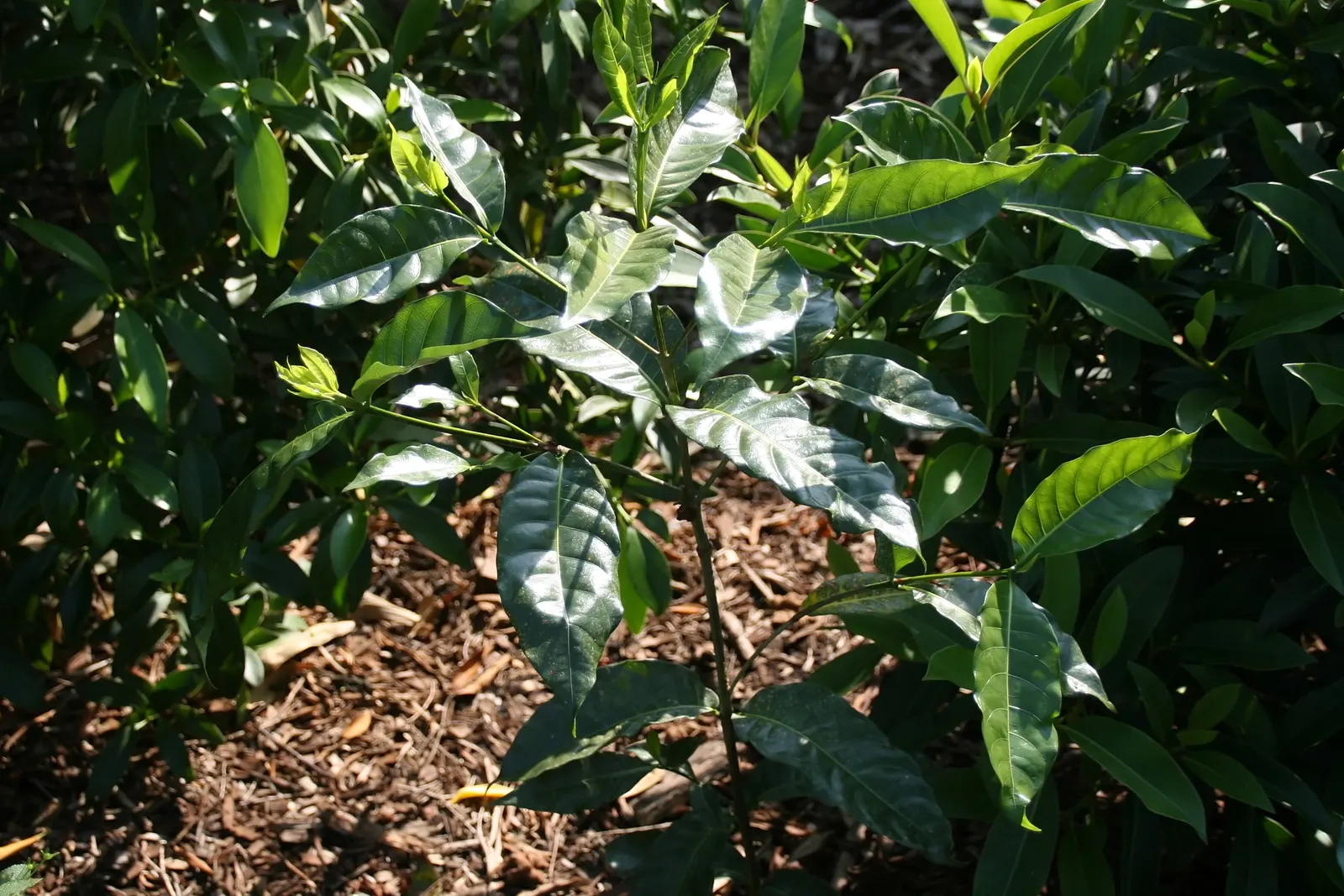 Gardenia (Gardenia Jasminoides) — <br><br>Gardenias require a well-drained; white flowers in the garden, image 119