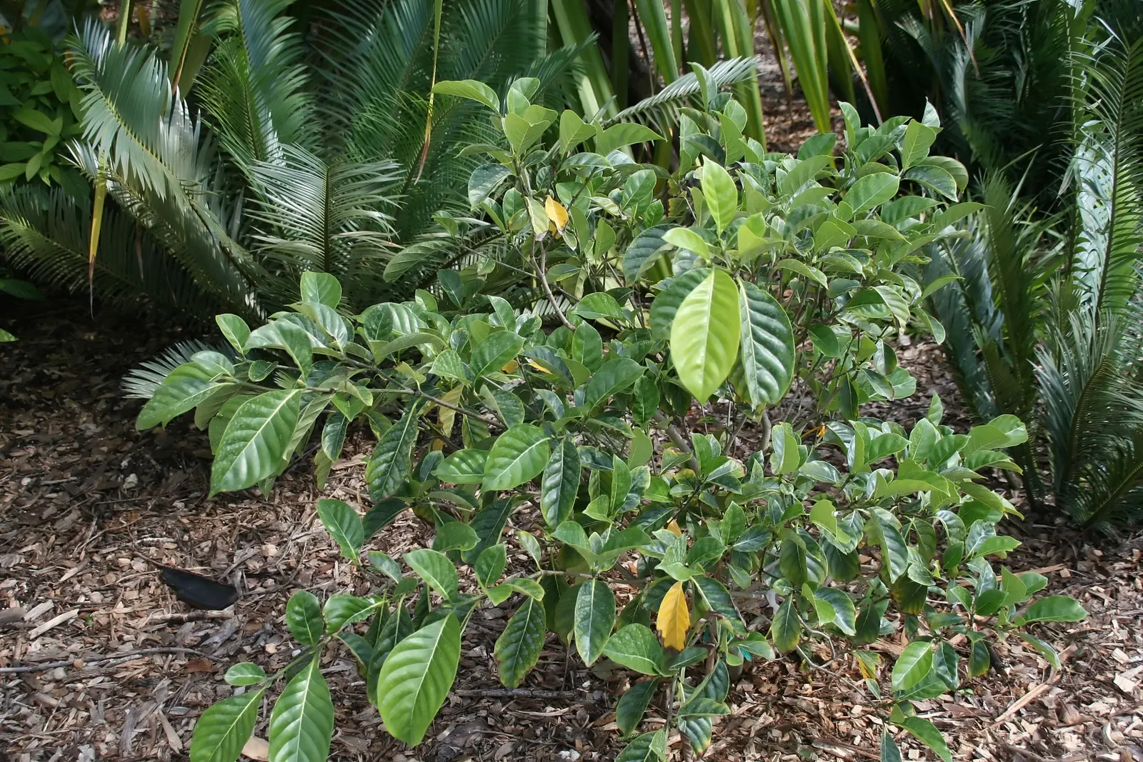 Gardenia (Gardenia Jasminoides) — dark green leaves and highly fragrant white or pale yellow blossoms; dark-green leaves provide a striking, image 106