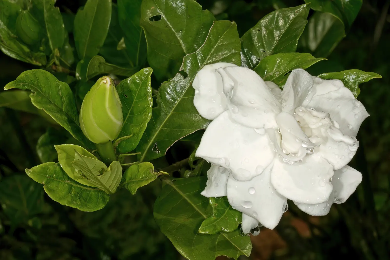 Gardenia (Gardenia Jasminoides) — Preferring USDA zones 8-11, it flourishes in partial to full sun with well-drained, acidic soil; shrub with white, image 56