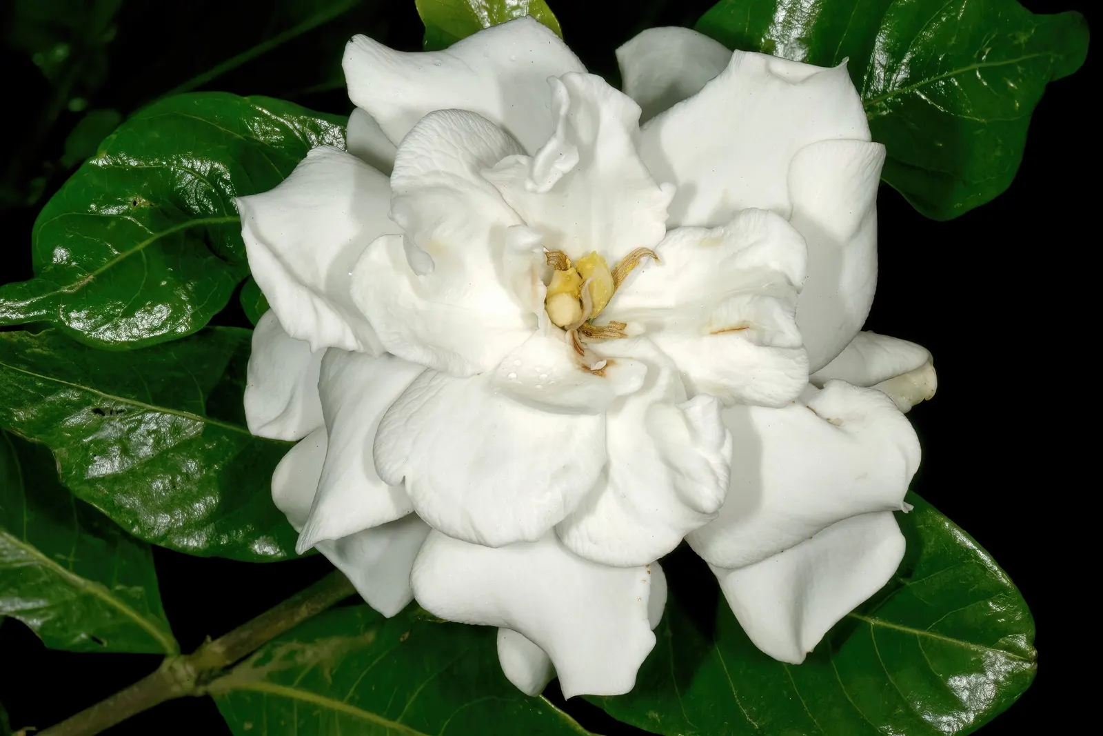 Gardenia (Gardenia Jasminoides) — <br><br>With their elegant beauty and scented blooms; depending on the cultivar, image 125