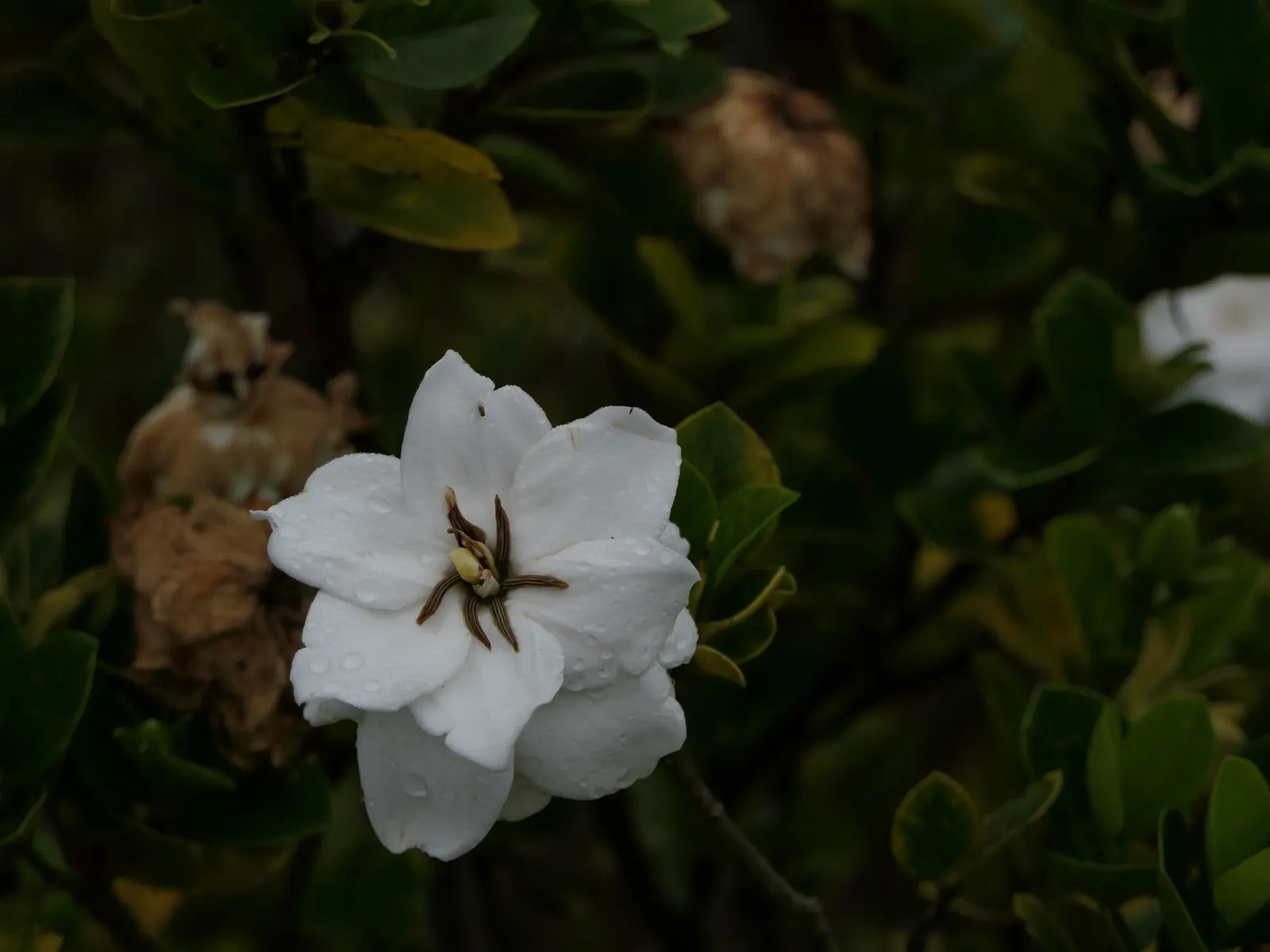 Gardenia (Gardenia Jasminoides) — <br><br>Gardenias require a well-drained; white flowers in the garden, image 93