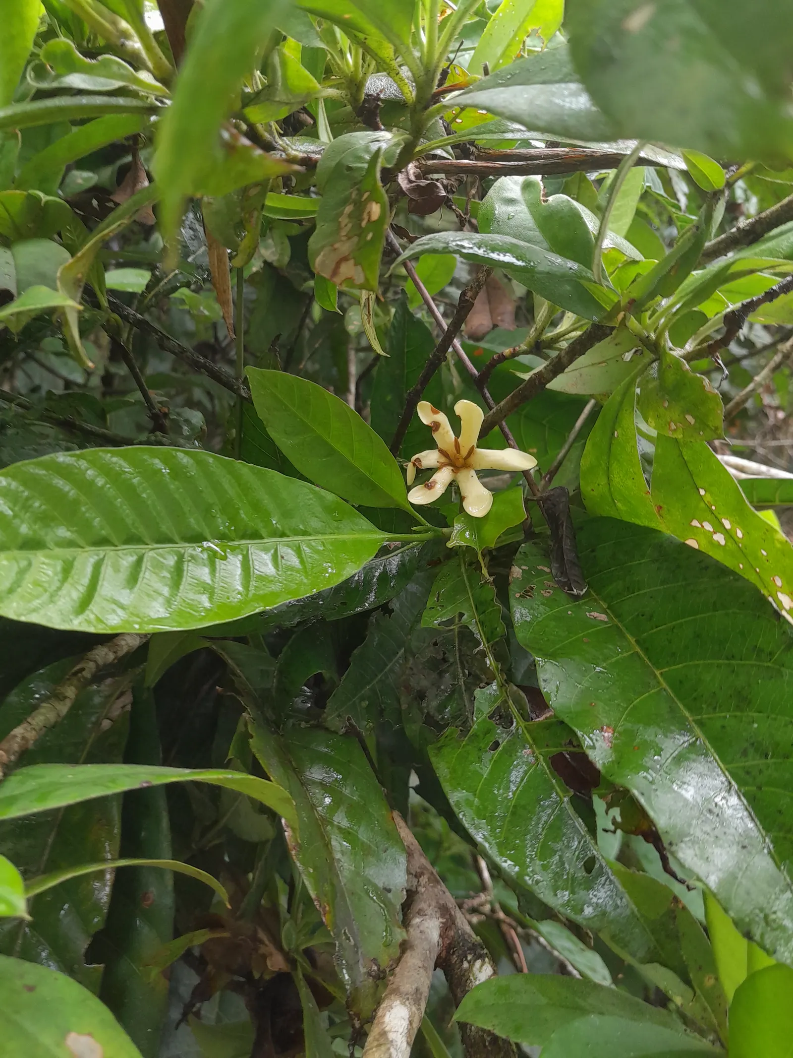 Gardenia (Gardenia Jasminoides) — Gardenias require regular watering and protection from cold temperatures; ideal for hedges or as aromatic accent, image 83