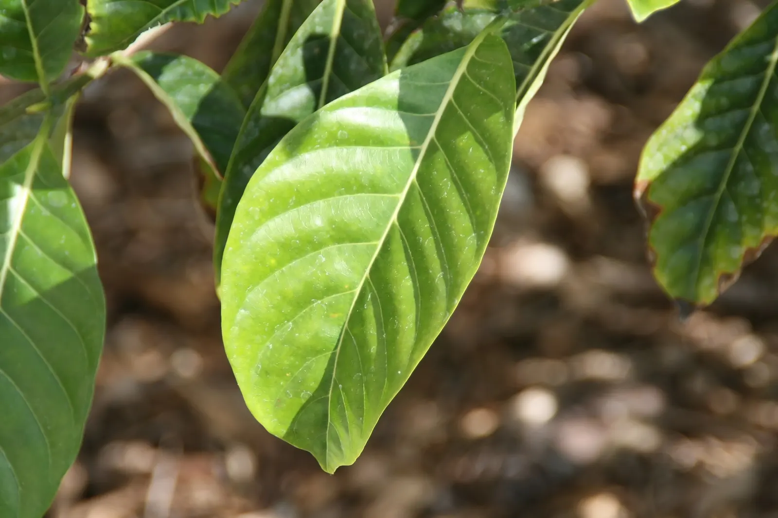 Gardenia (Gardenia Jasminoides) — acidic soil with a pH between 5.0 and 6.5 and prefer a location with partial to full sun exposure; gardenias, image 94