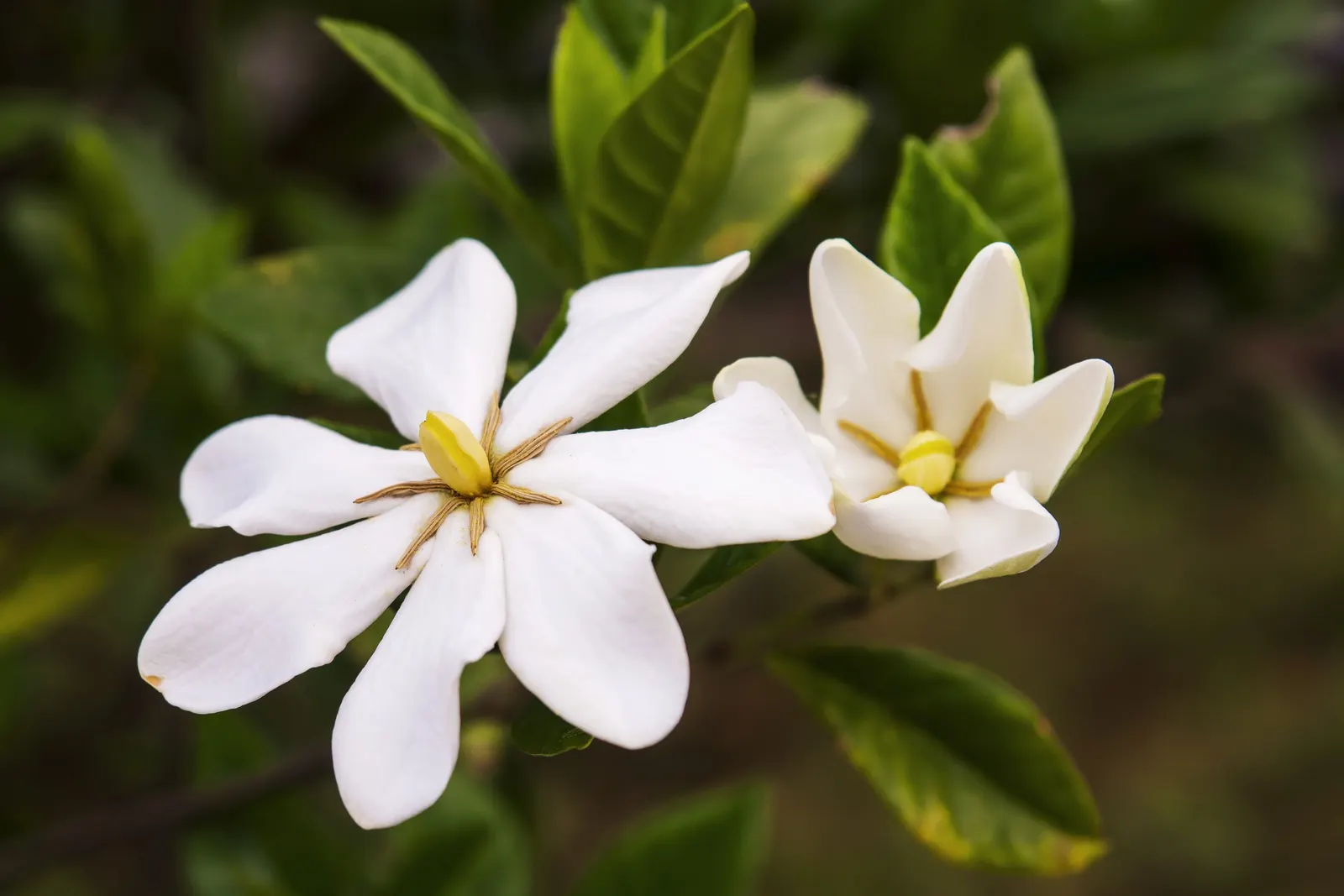 Gardenia (Gardenia Jasminoides) — shrub with white blooms; acidic soil with a pH between 5.0 and 6.5 and prefer a location with partial to full sun exposure