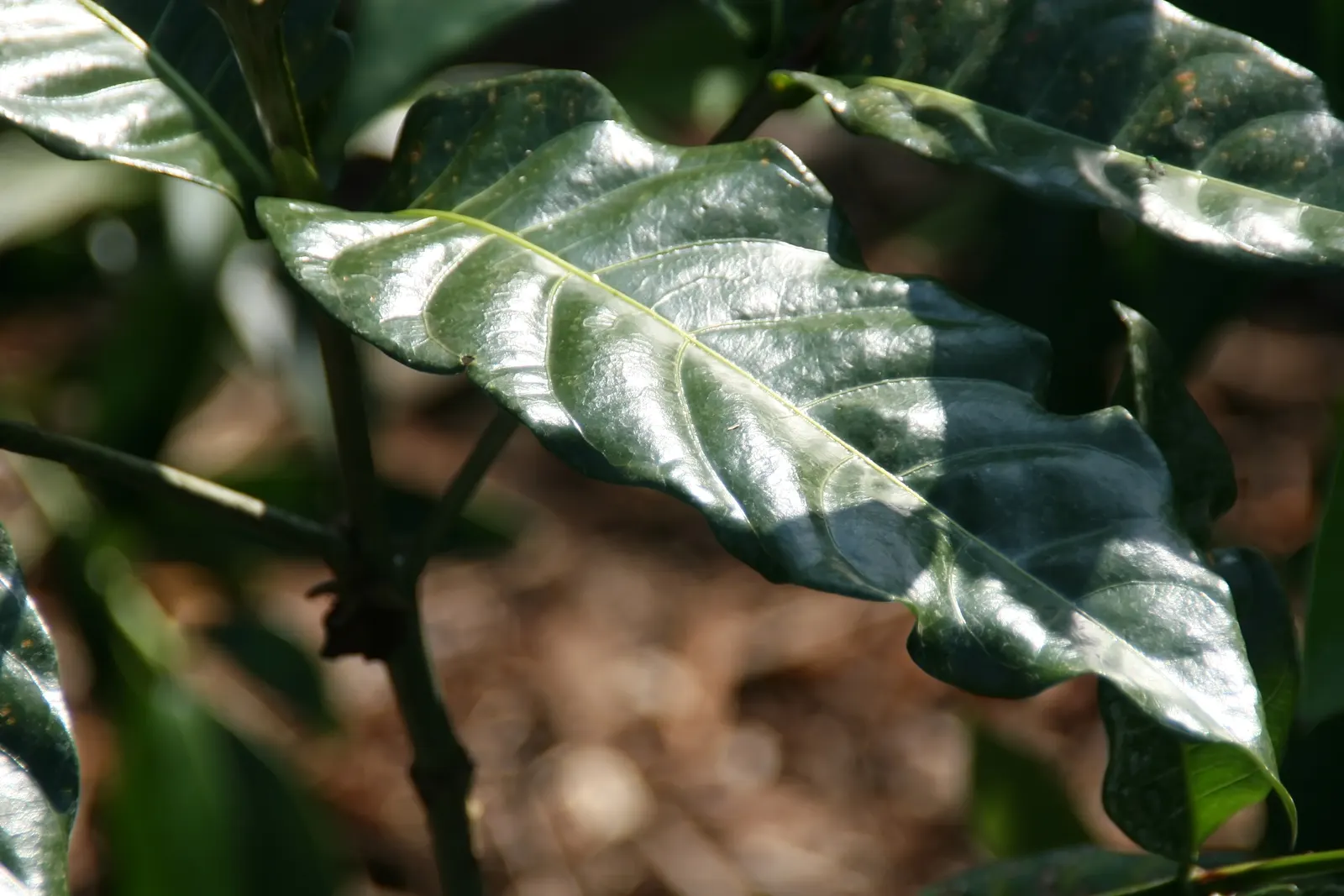 Gardenia (Gardenia Jasminoides) — A native to the tropical and subtropical regions of Africa, Asia, and the Pacific Islands, it thrives in U.S