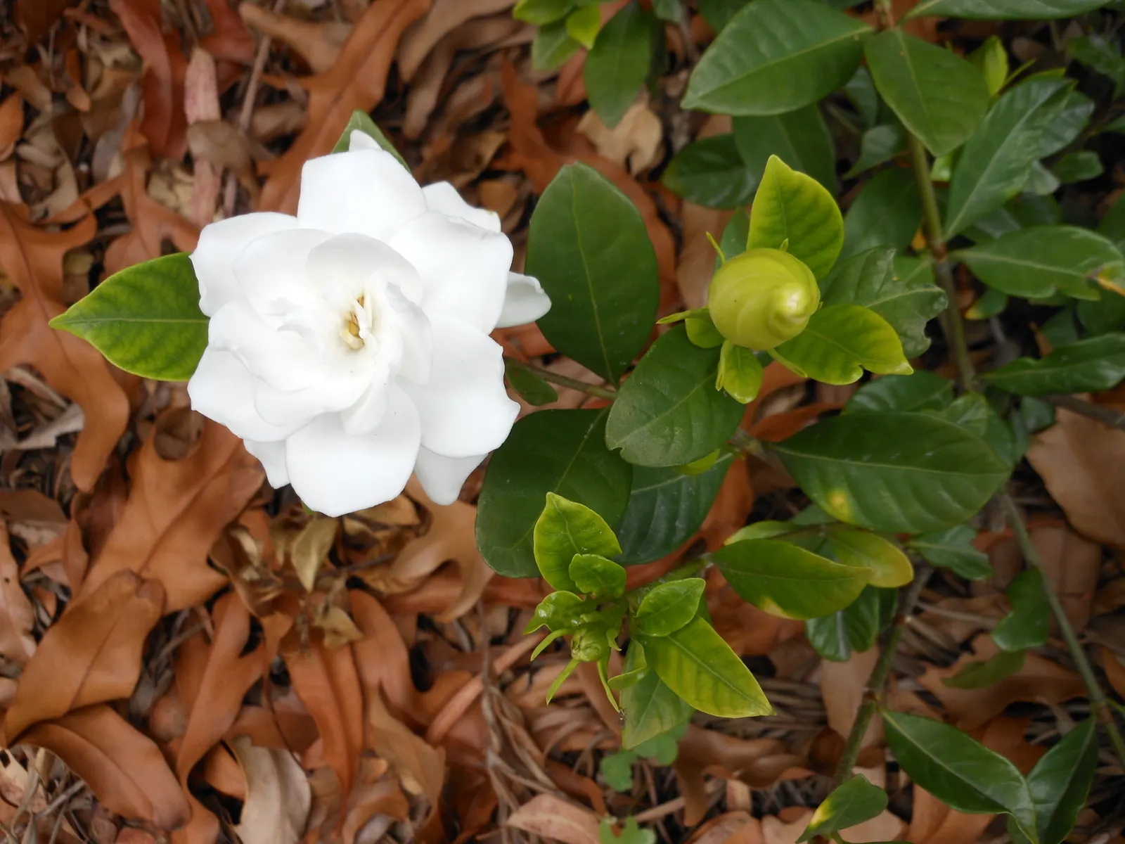Gardenia (Gardenia Jasminoides) — commonly referred to as the Gardenia; ideal for the Gardenia's health.<br><br>To ensure a robust bloom, image 85