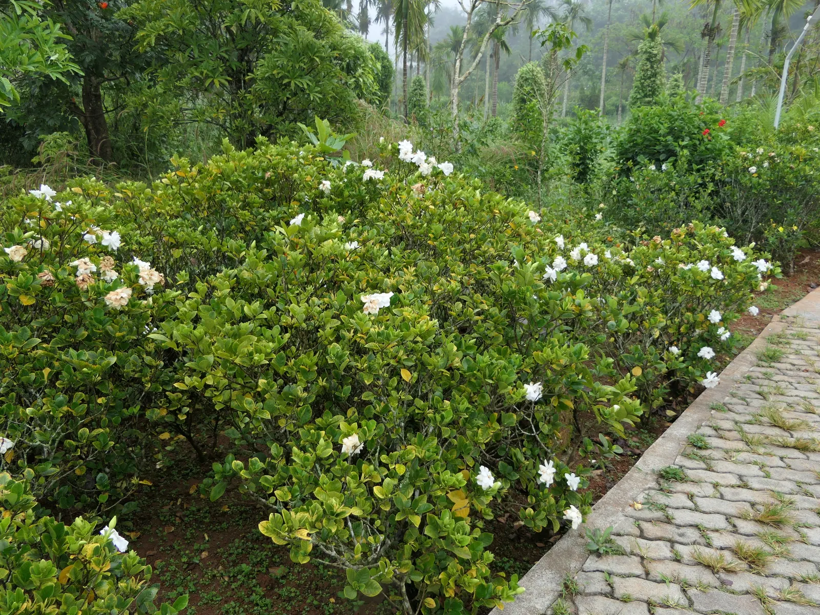 Gardenia (Gardenia Jasminoides) — dark green leaves and highly fragrant white or pale yellow blossoms; dark-green leaves provide a striking, image 80