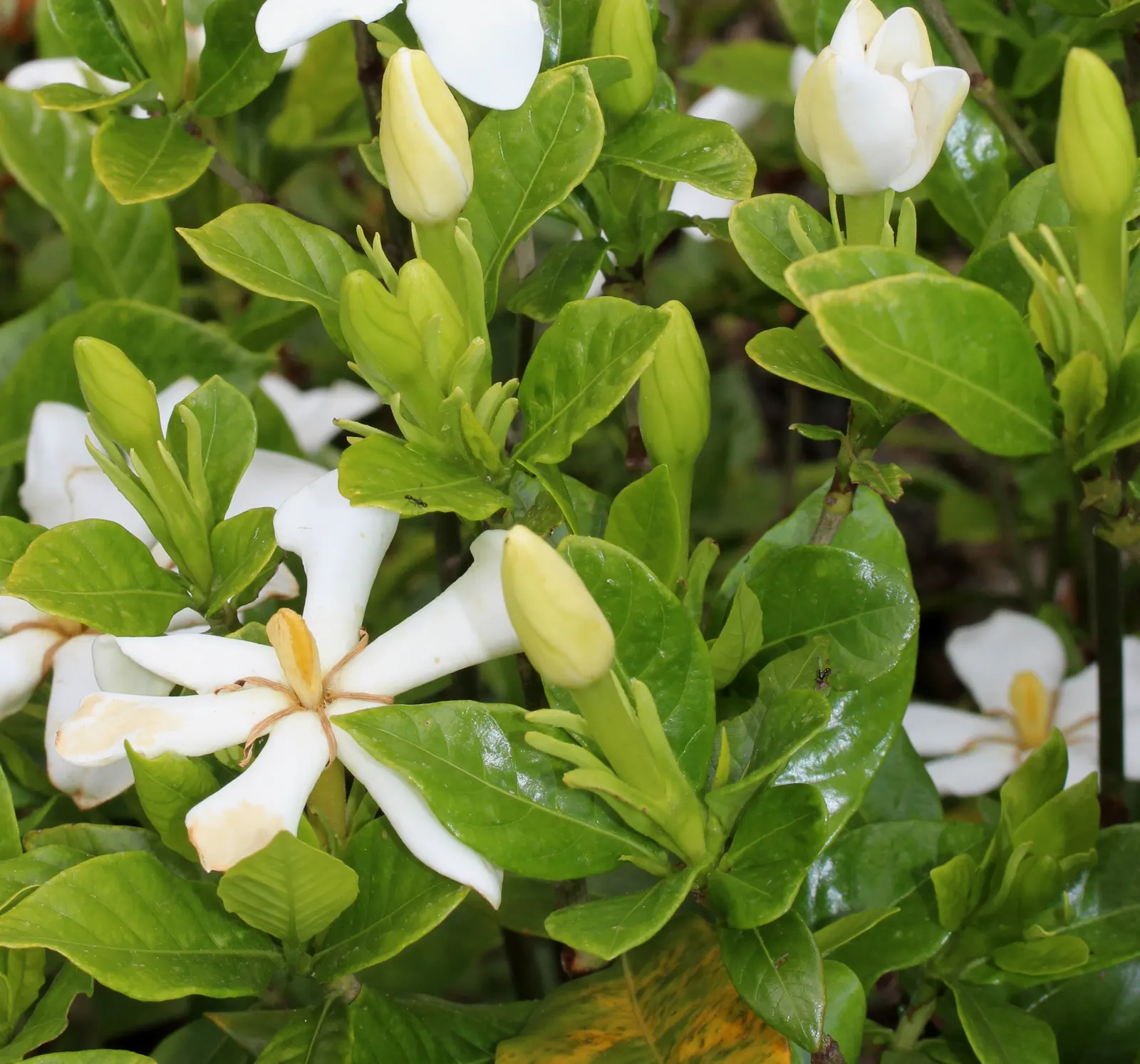 Gardenia (Gardenia Jasminoides) — acidic soil with a pH between 5.0 and 6.5 and prefer a location with partial to full sun exposure