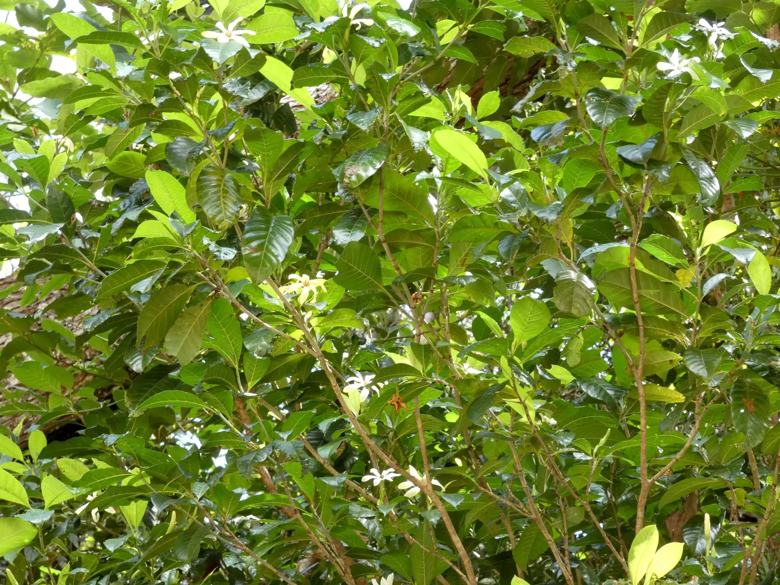 Gardenia (Gardenia Jasminoides) — Ideal for hedges or as aromatic accent plants in a garden design; the flowers can reach up to 3 inches in, image 58