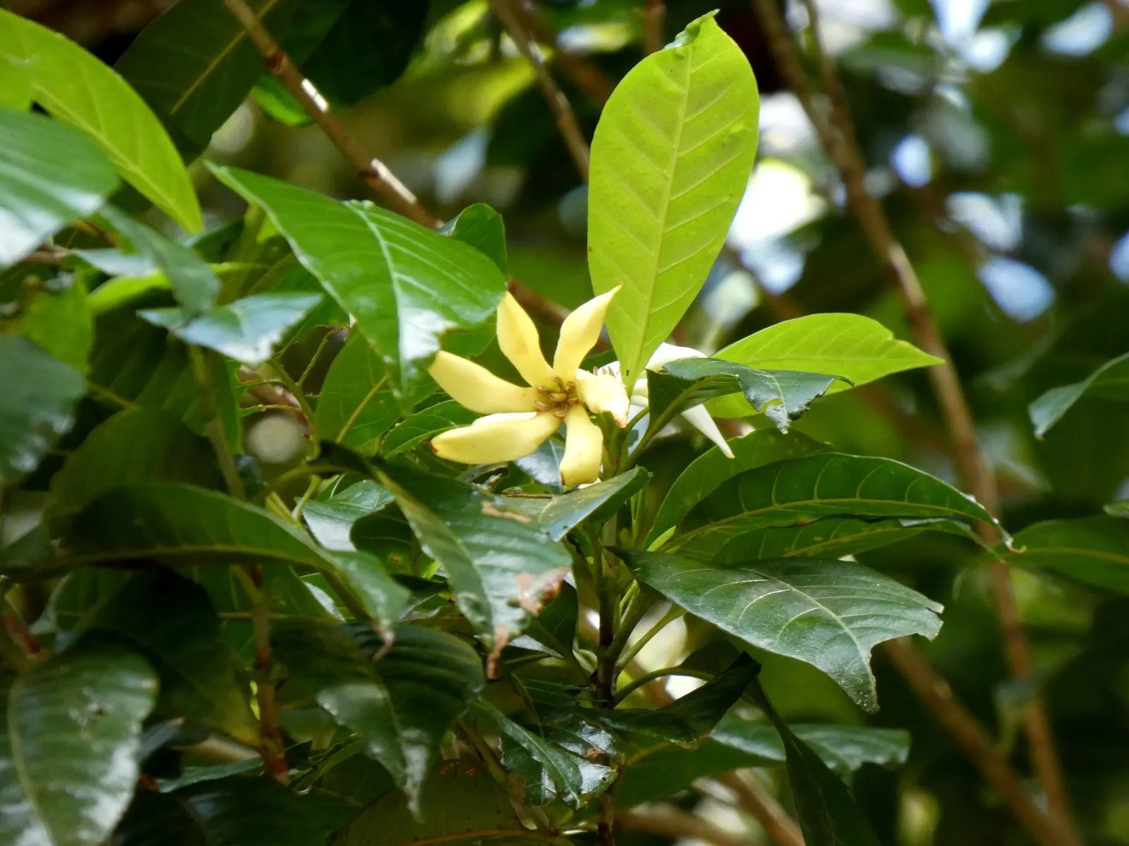 Gardenia (Gardenia Jasminoides) — <br><br>With their elegant beauty and scented blooms; depending on the cultivar, image 99