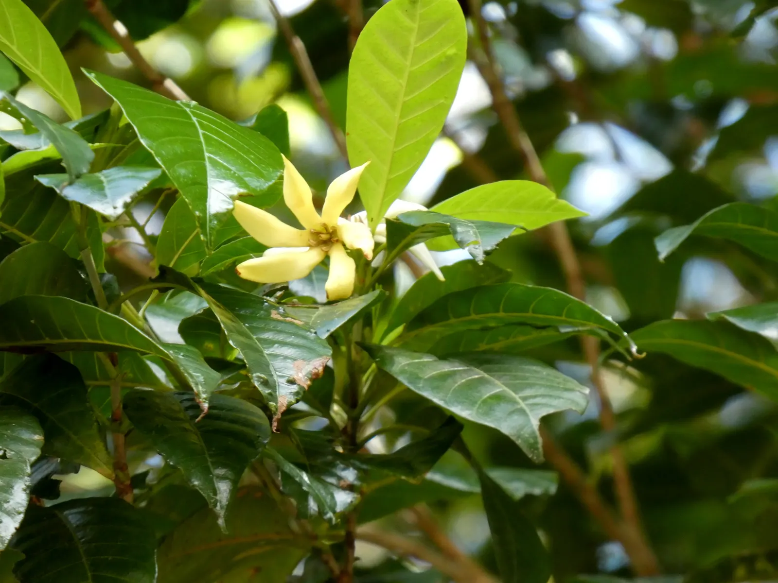 Gardenia (Gardenia Jasminoides) — depending on the cultivar; though too much direct sunlight can scorch the leaves, image 66