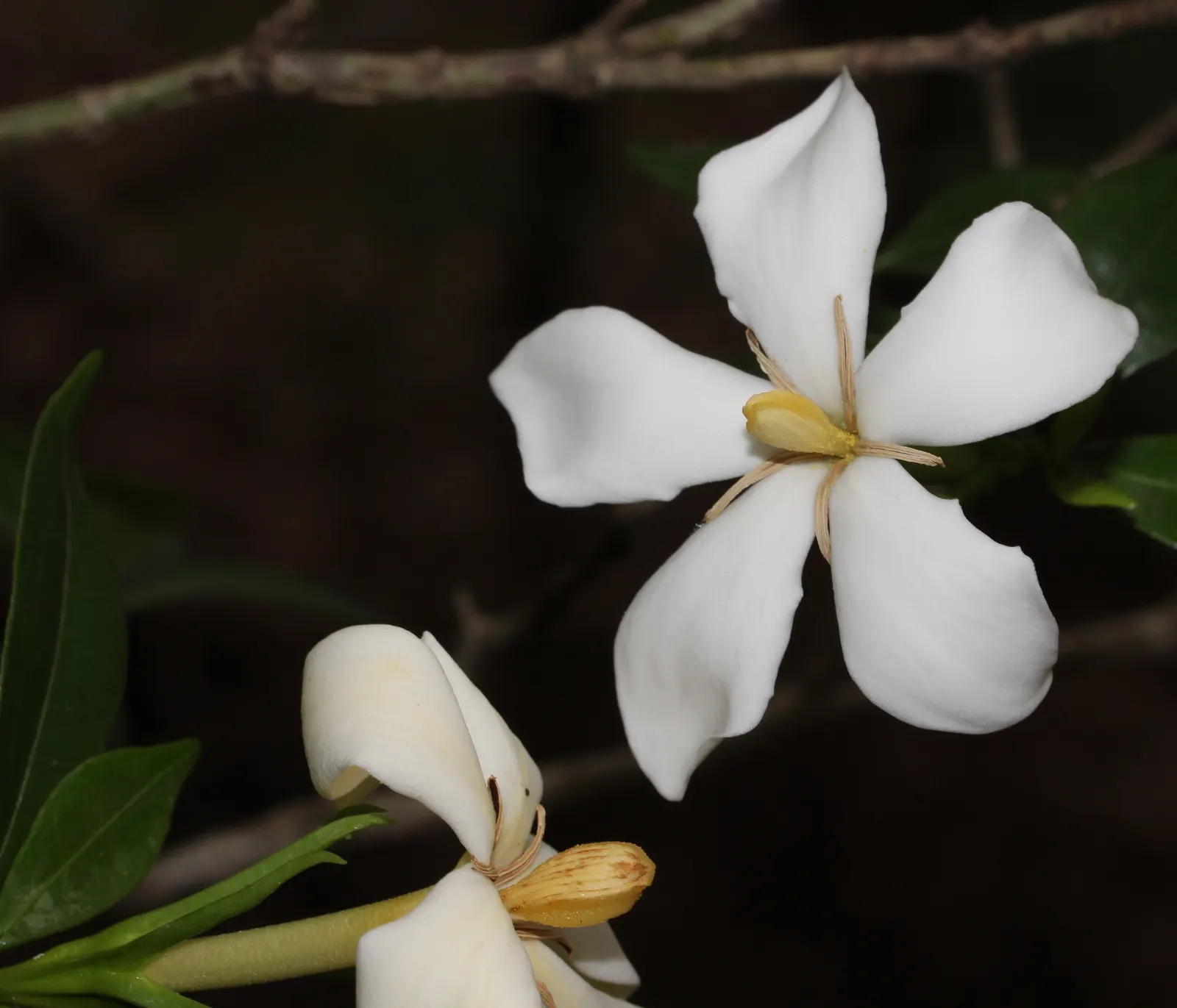 Gardenia (Gardenia Jasminoides) — or even in containers where their growth can be more easily managed and appreciated