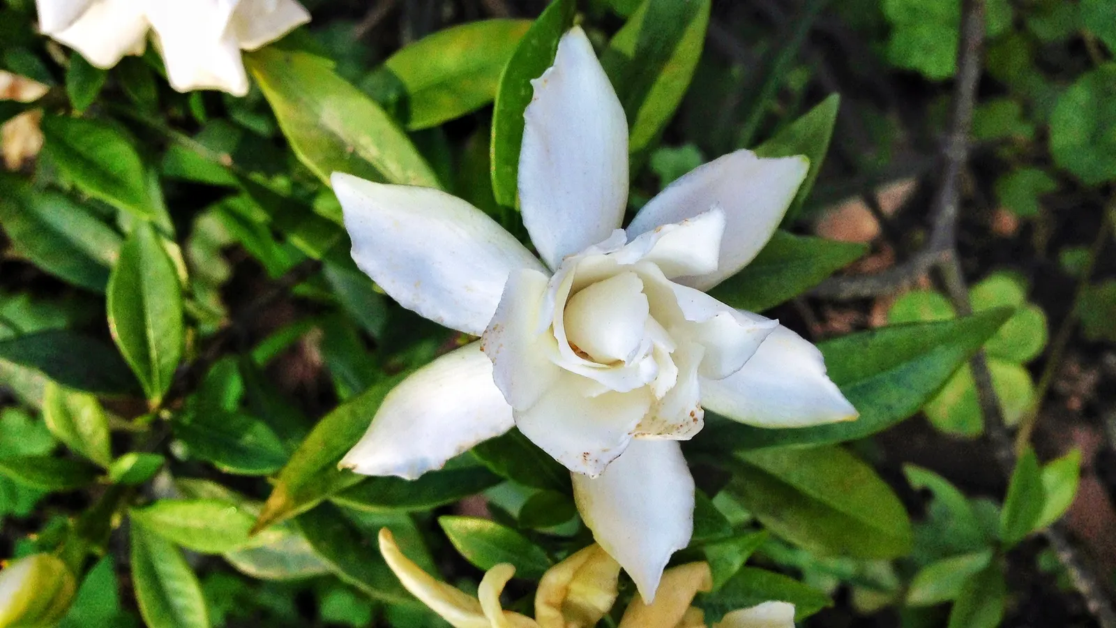 Gardenia (Gardenia Jasminoides) — The flowers can reach up to 3 inches in diameter and may either be single or double-form; a native to the, image 117