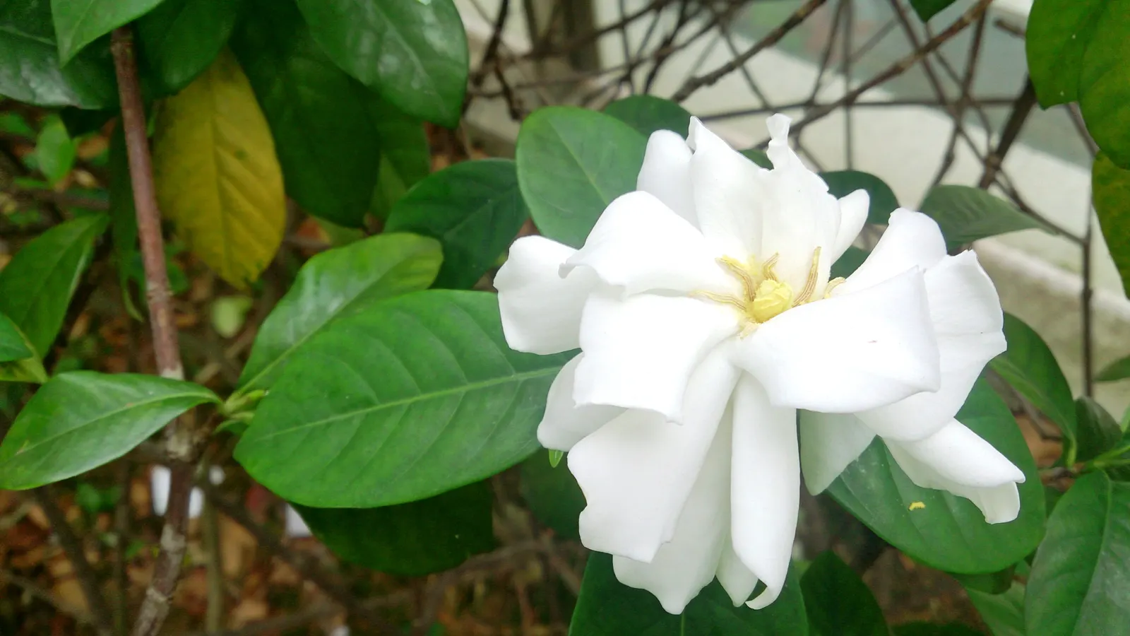 Gardenia (Gardenia Jasminoides) — which typically bloom from mid-spring to mid-summer; this evergreen shrub typically matures to 3-6 feet tall and, image 116