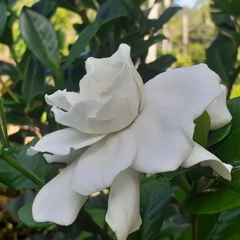 Gardenia (Gardenia Jasminoides) — Gardenias require regular watering and protection from cold temperatures; ideal for hedges or as aromatic accent, image 109